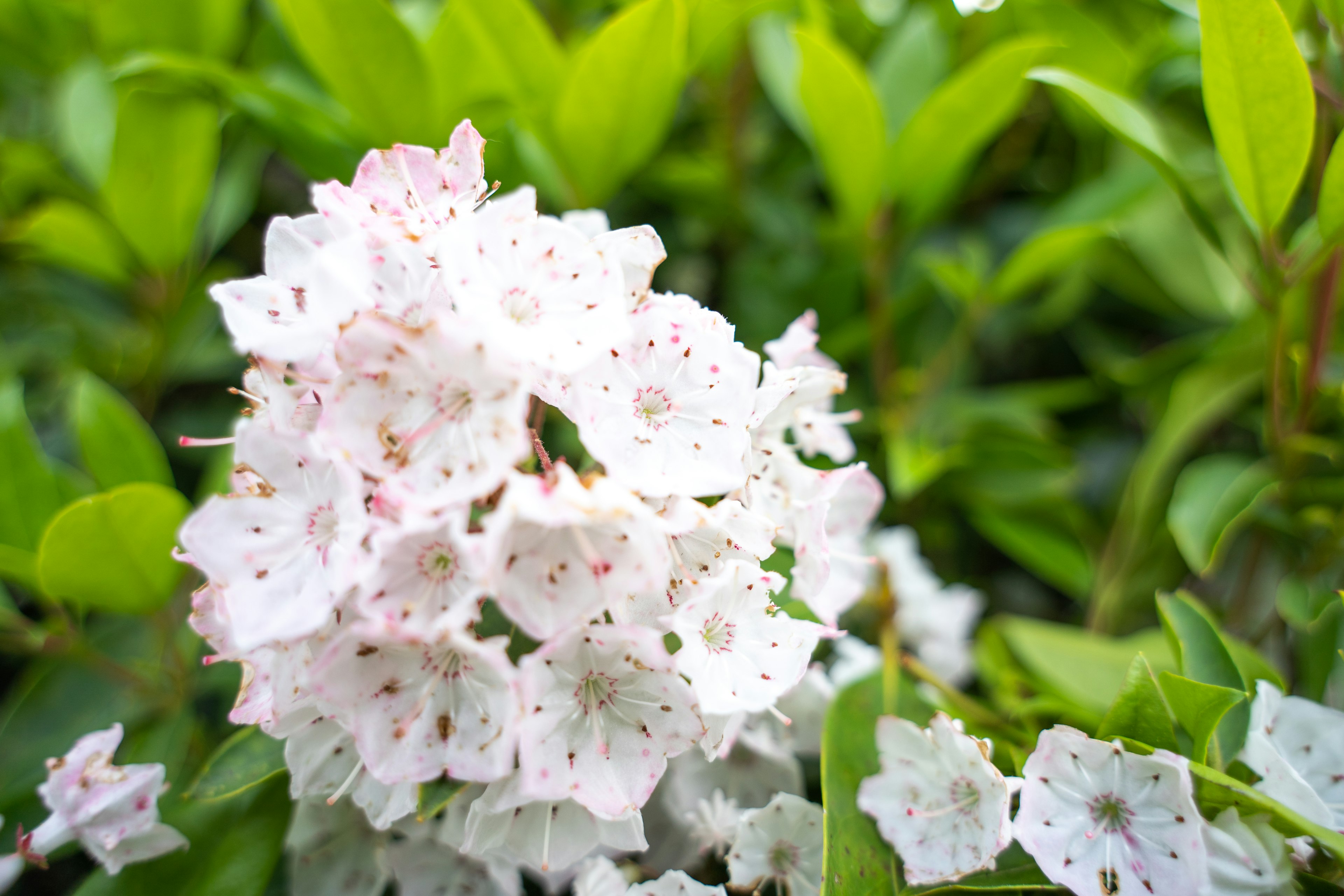 Nahaufnahme von weißen Blumen mit rosa Sprenkeln umgeben von grünen Blättern