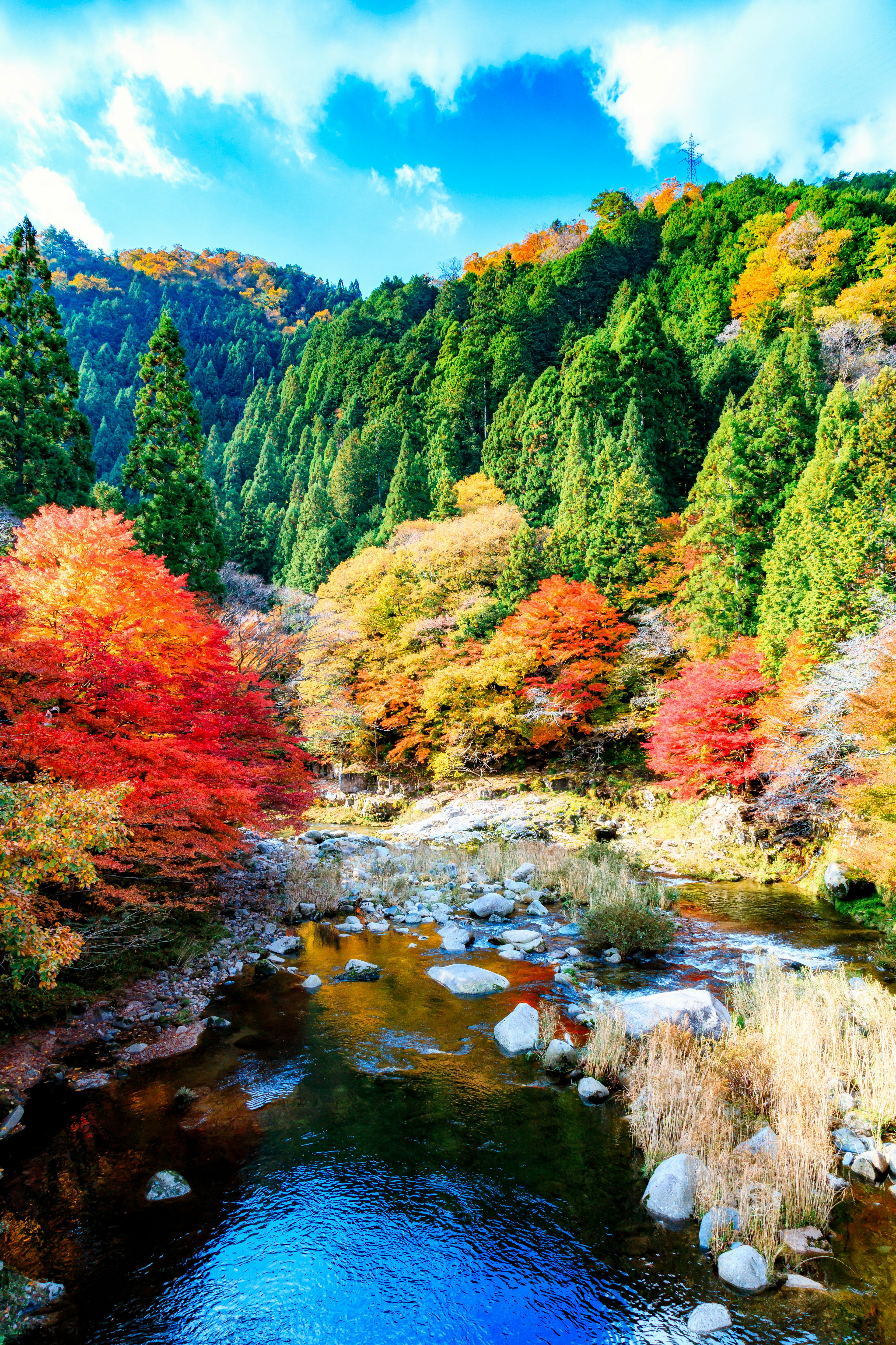 美しい秋の風景に色づいた木々と清流