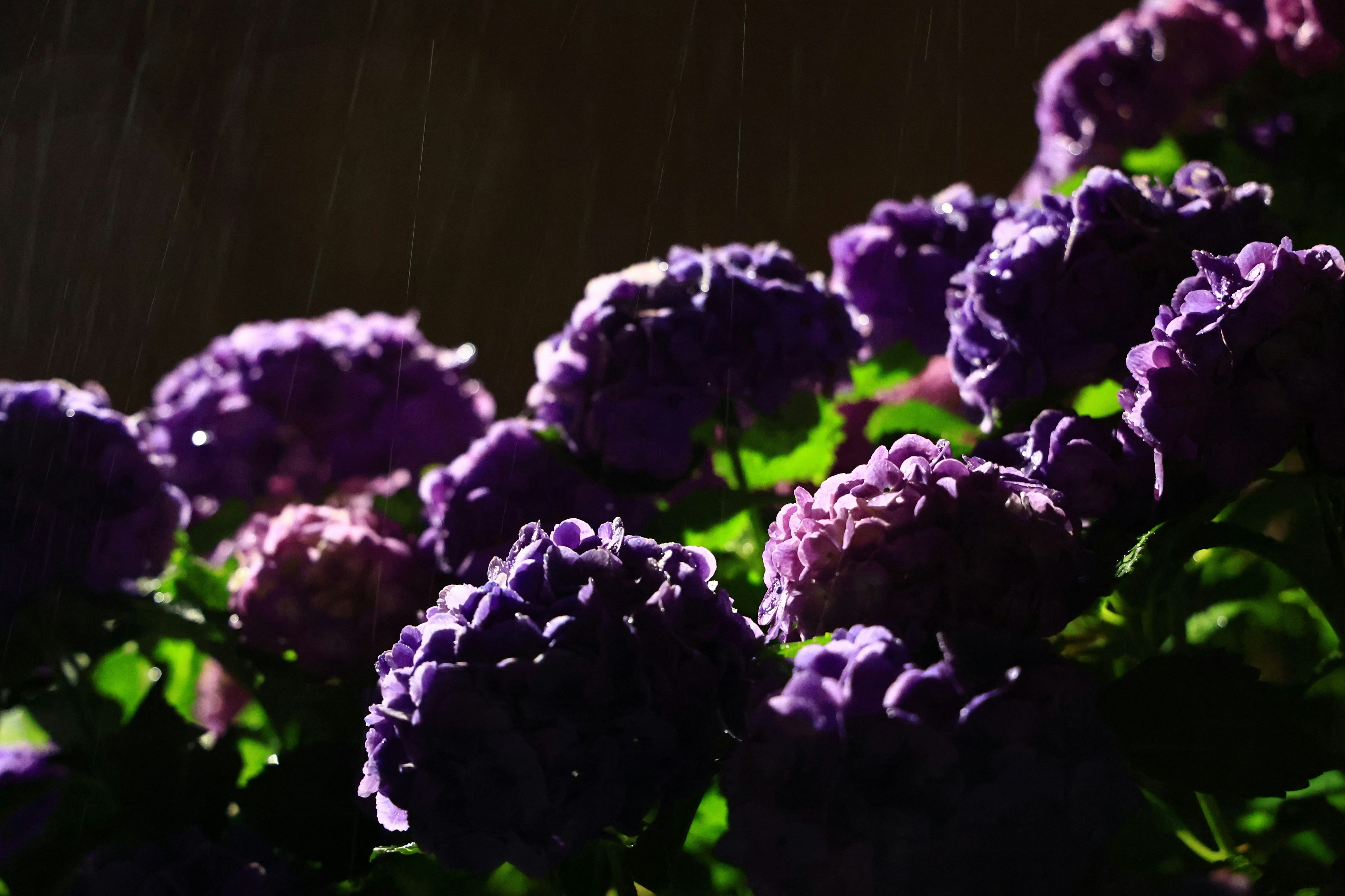 Hydrangea flowers in shades of purple against a dark background