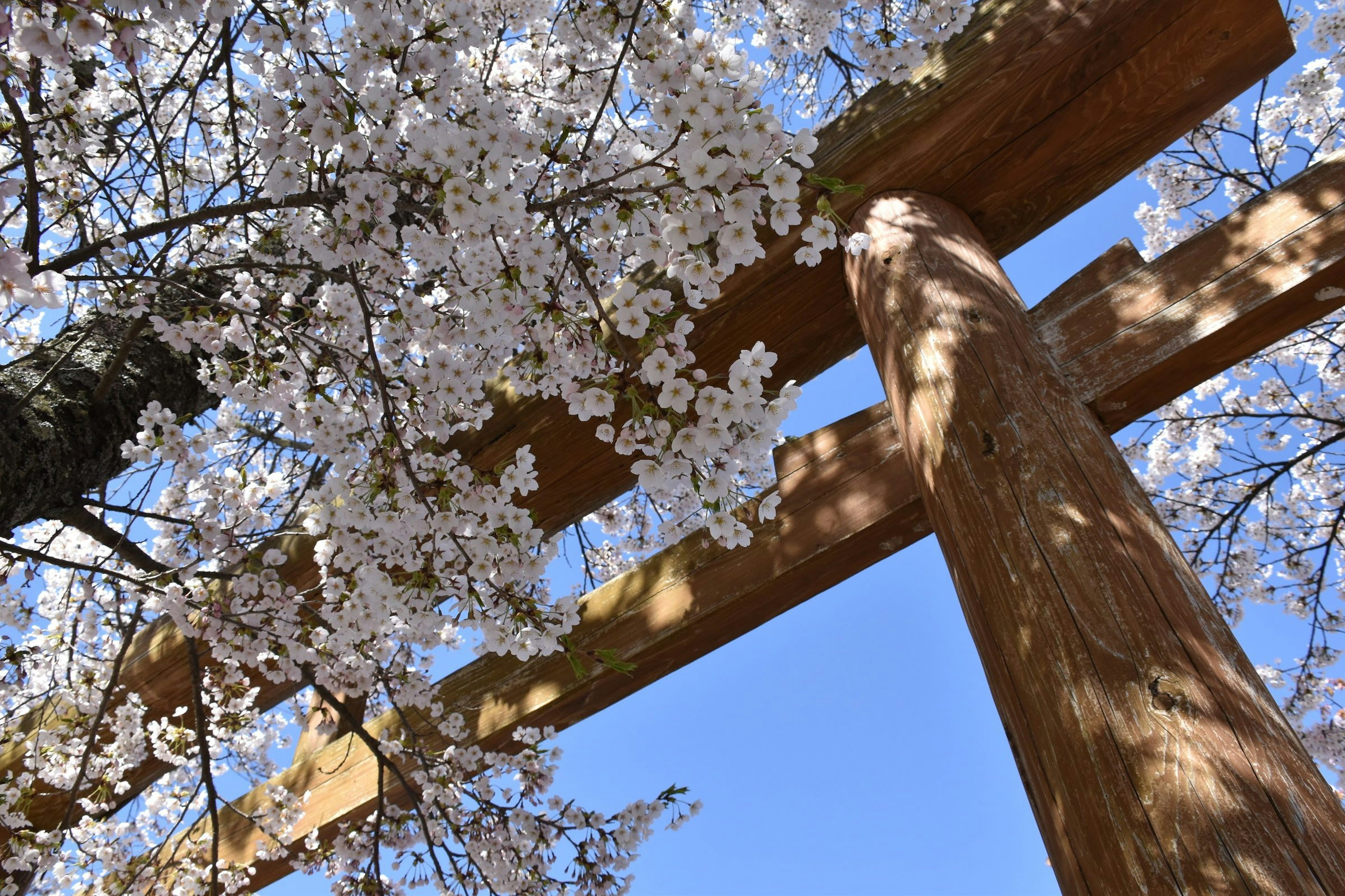 桜の花が咲く鳥居の下からの眺め