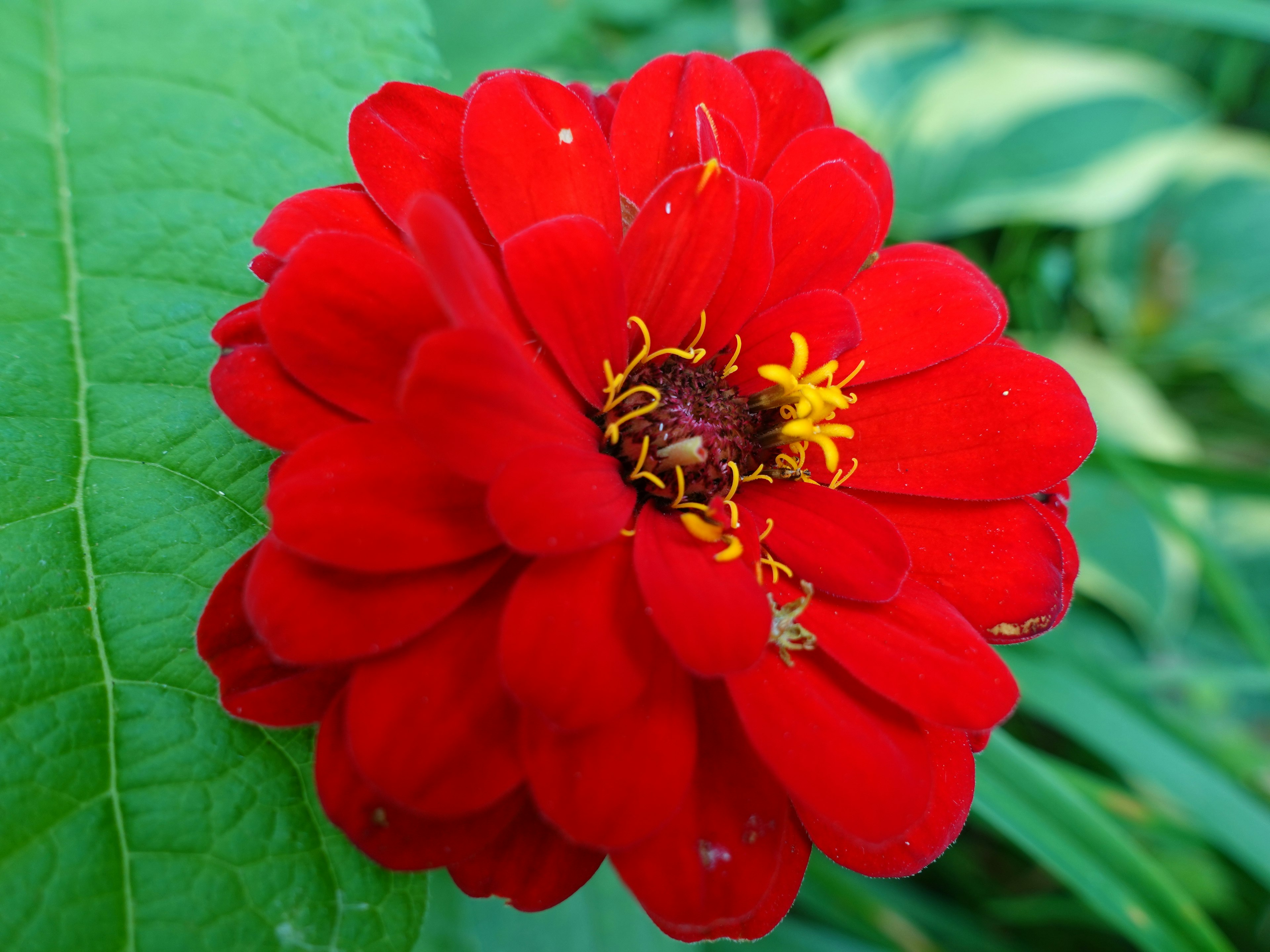 Flor de zinnia roja vibrante floreciendo entre hojas verdes