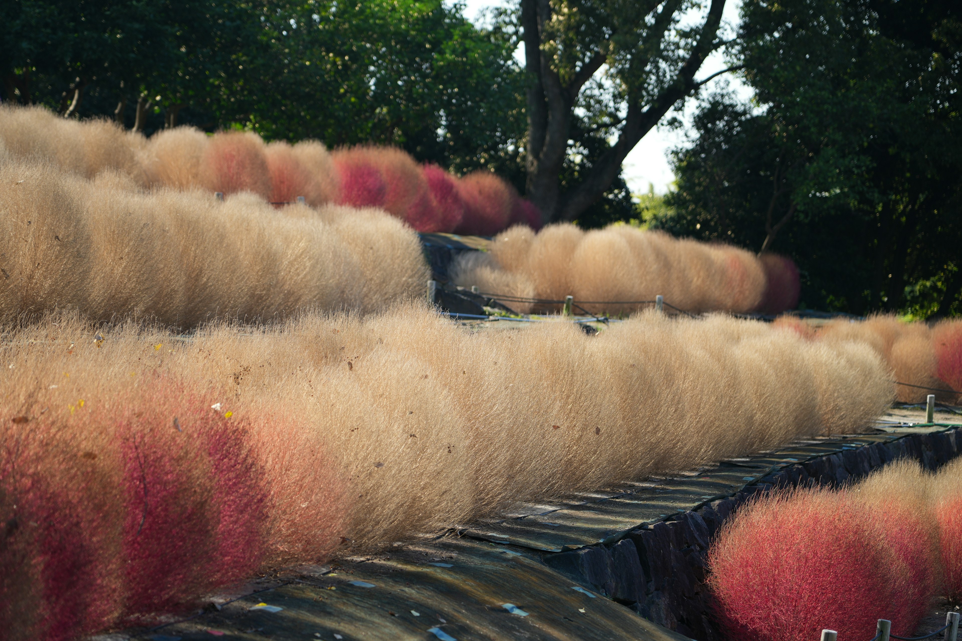 Colorful grasses arranged in a landscape with green trees in the background