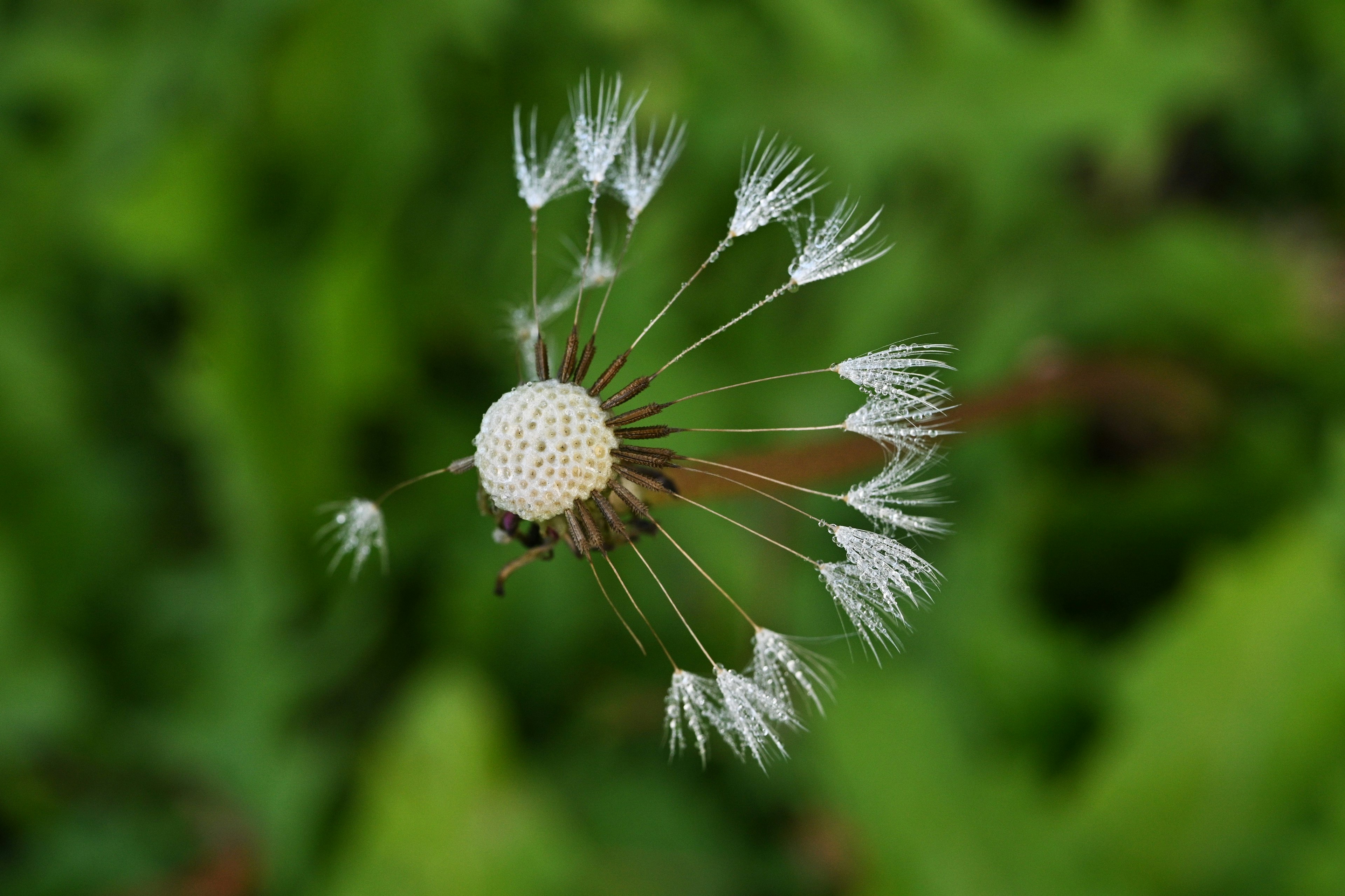 Kedekatan biji dandelion putih yang diterbangkan oleh angin