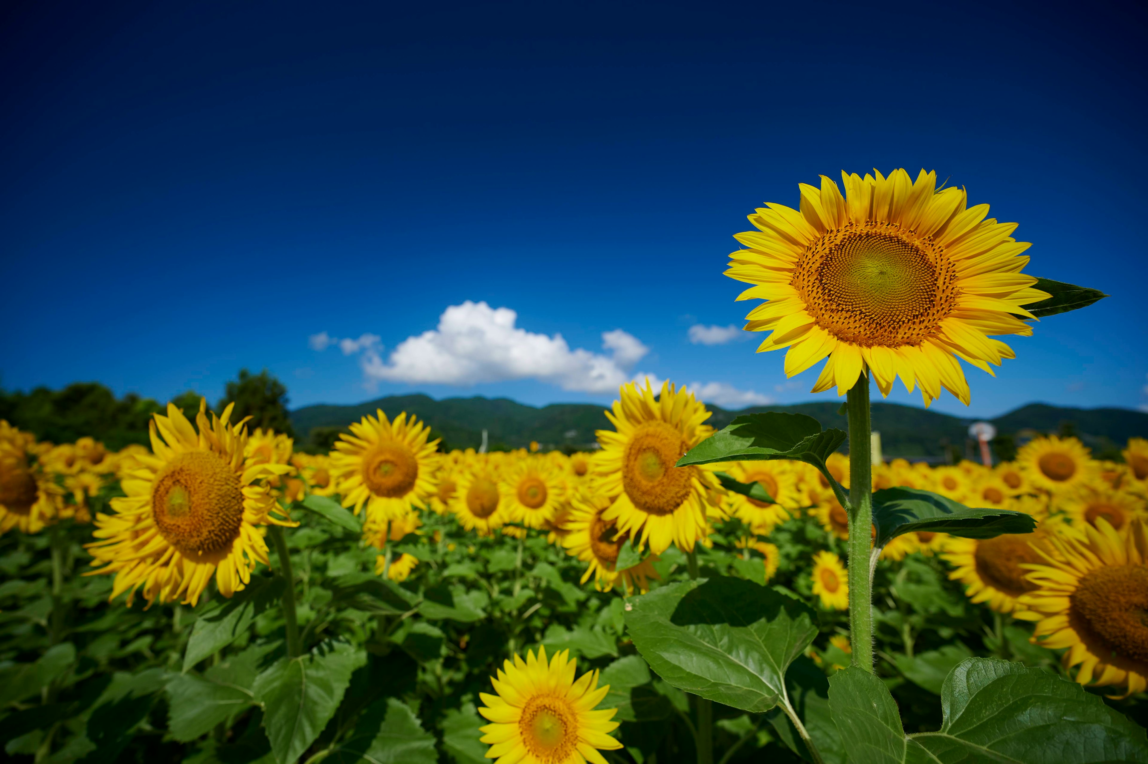 青空の下で咲くひまわりの花畑