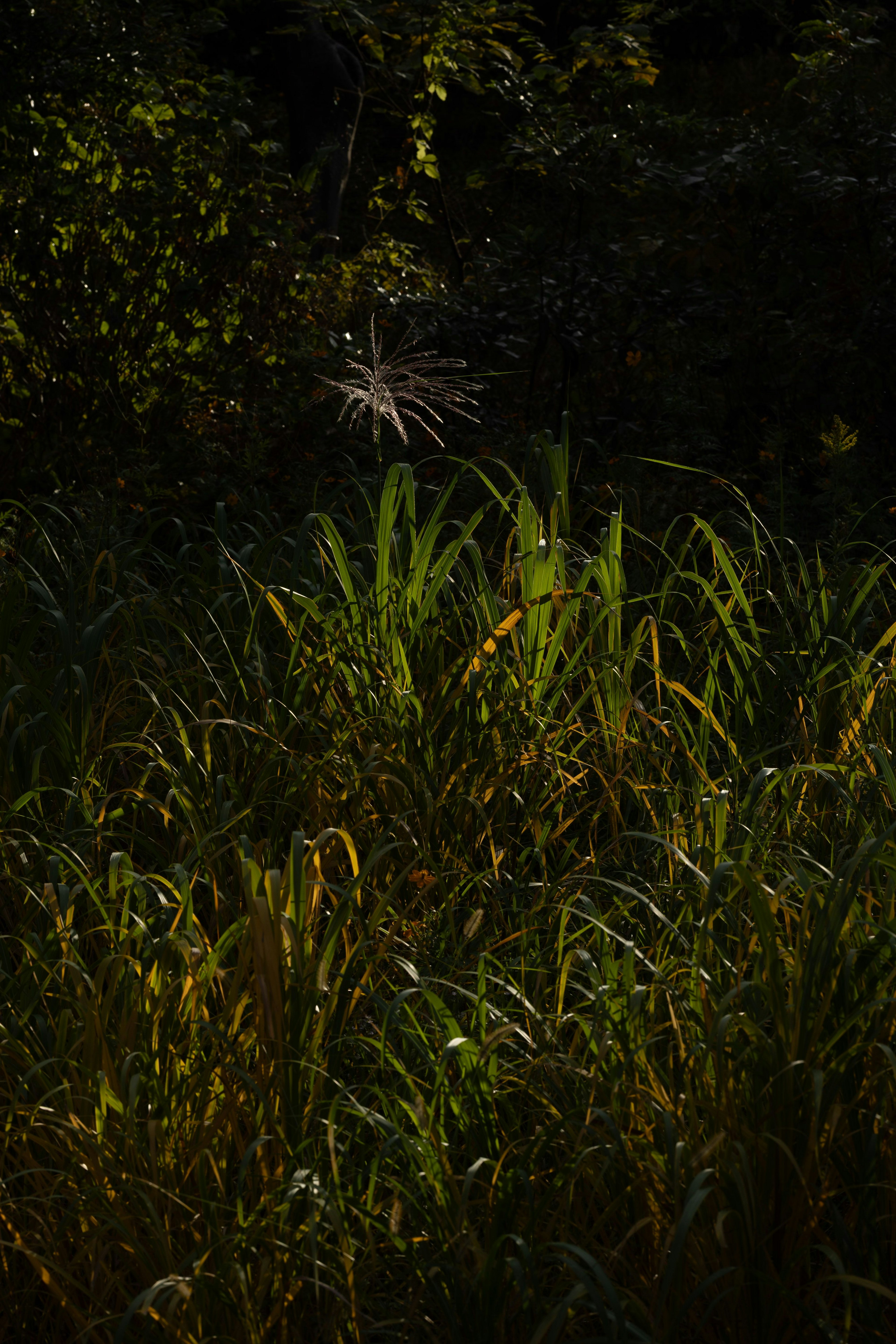 Escena natural con hierba verde y una flor blanca contra un fondo oscuro