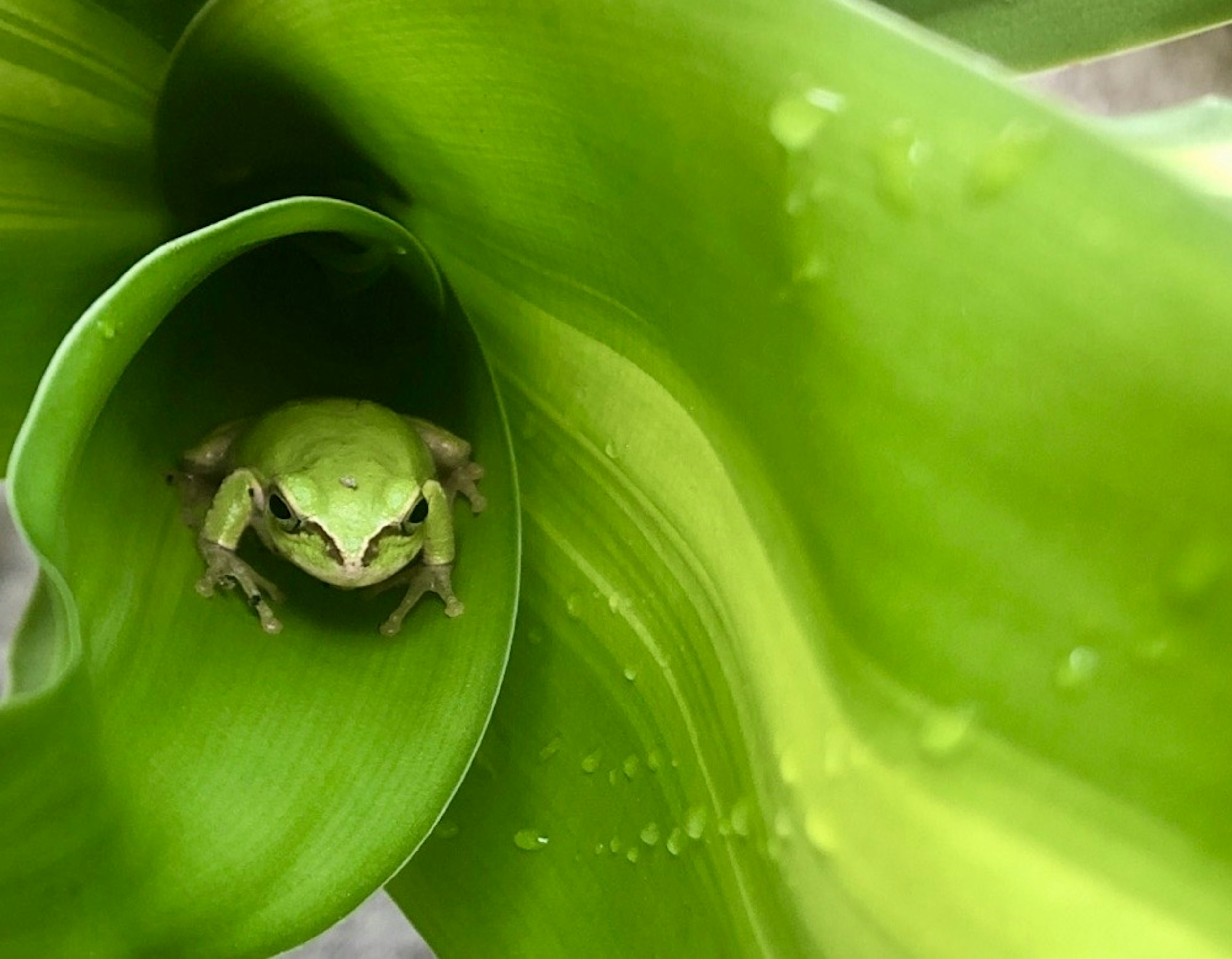 Frog hiding inside a green leaf