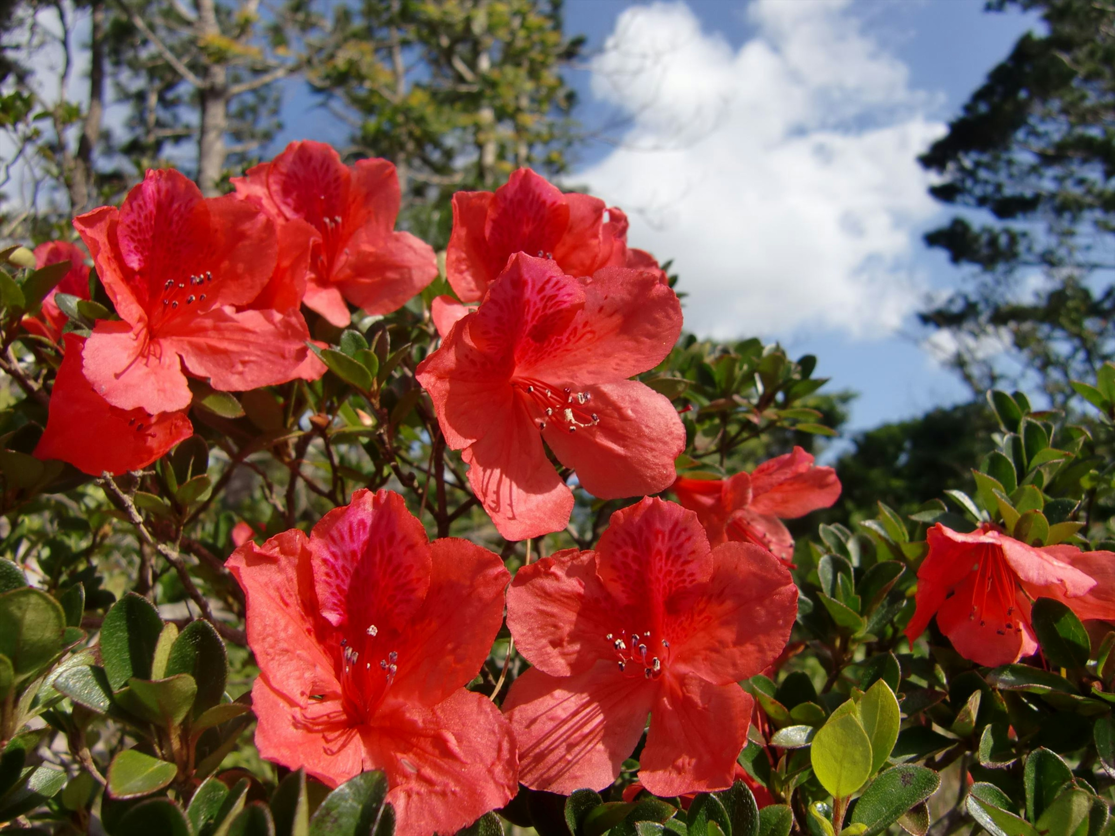 Flores de azalea rojas vibrantes floreciendo contra un fondo de cielo azul y nubes blancas