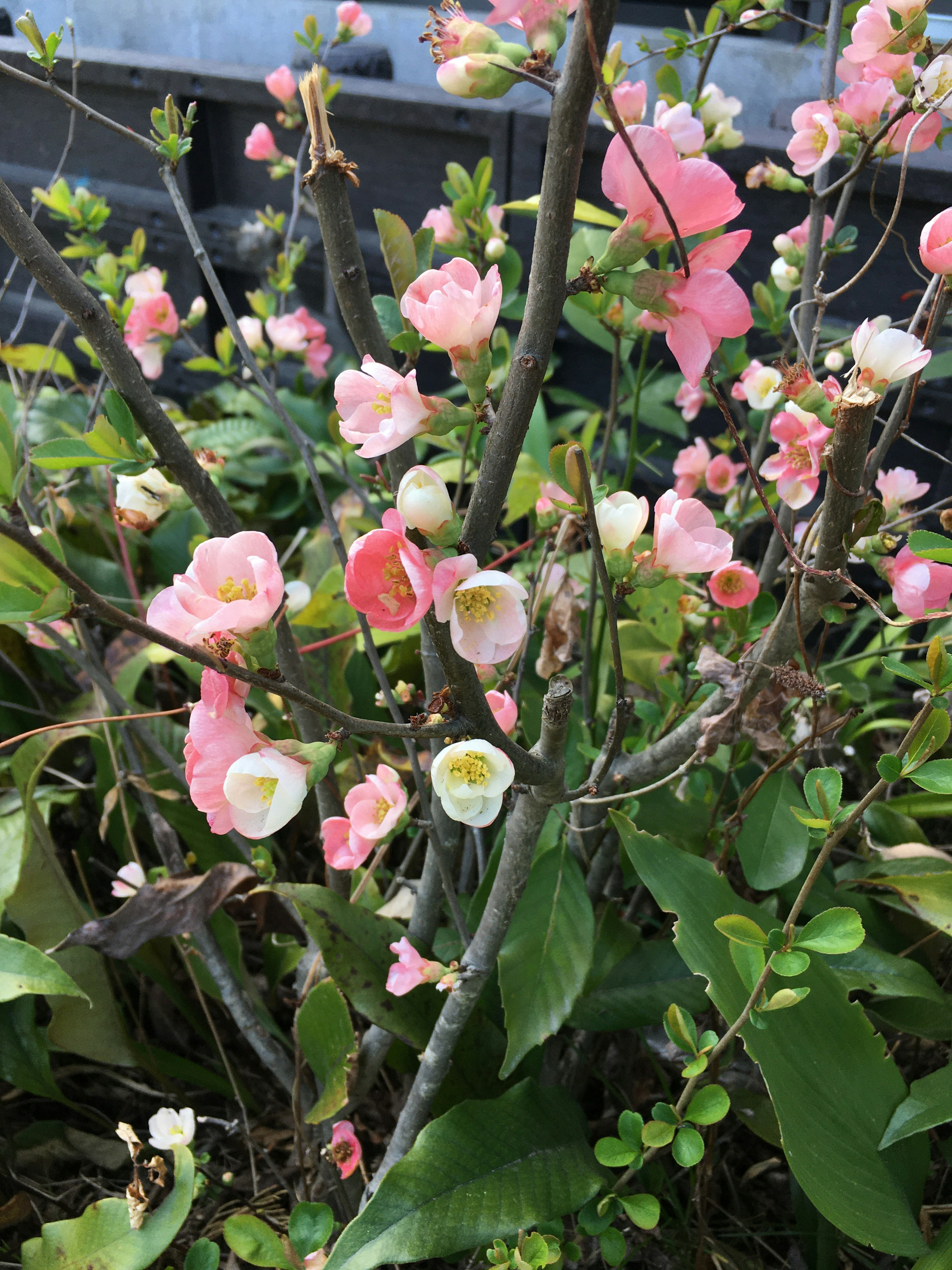 Primo piano di una pianta con fiori rosa chiaro e bianchi