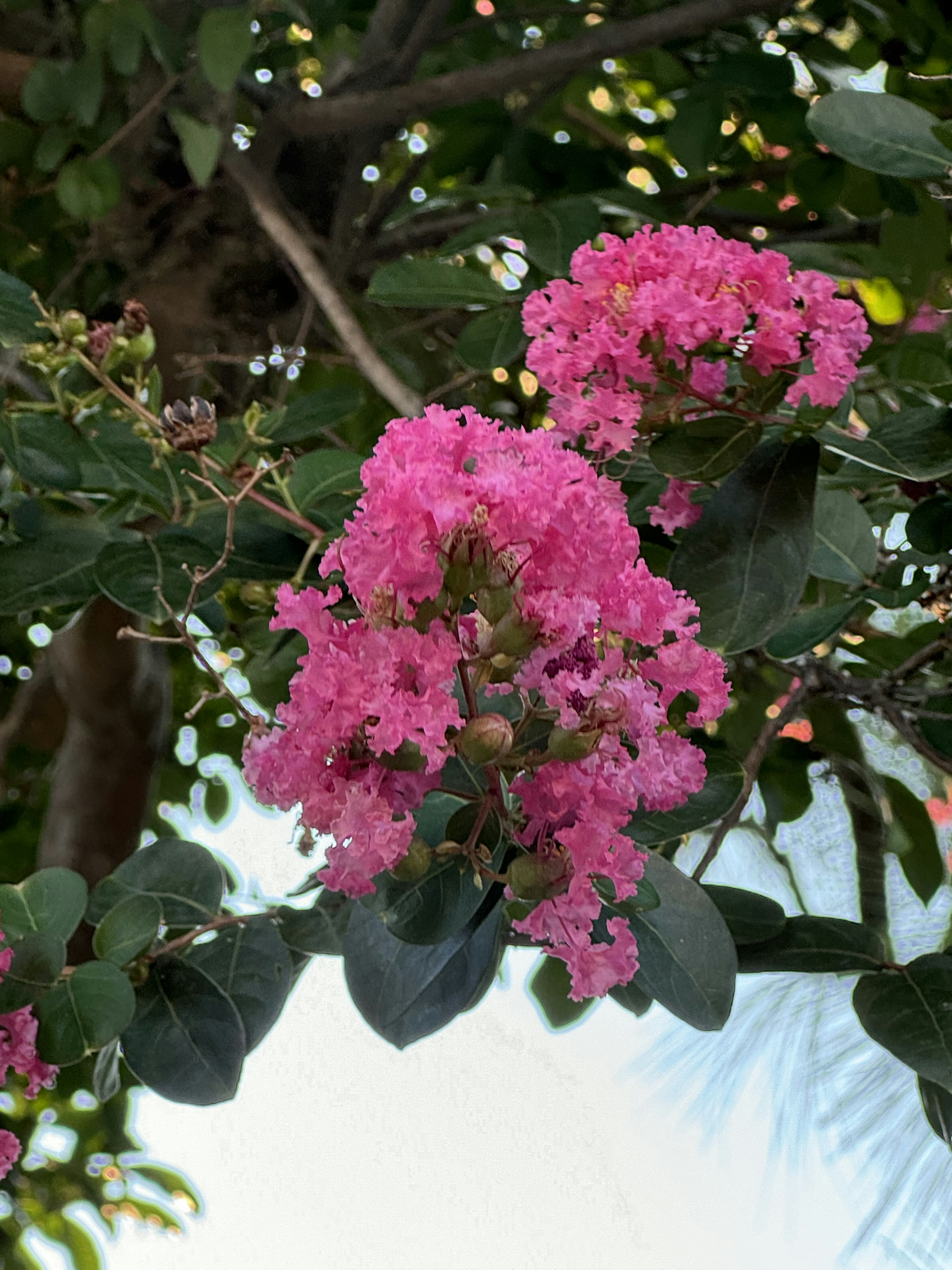 Branche d'un arbre de crêpe myrte avec des fleurs roses vives