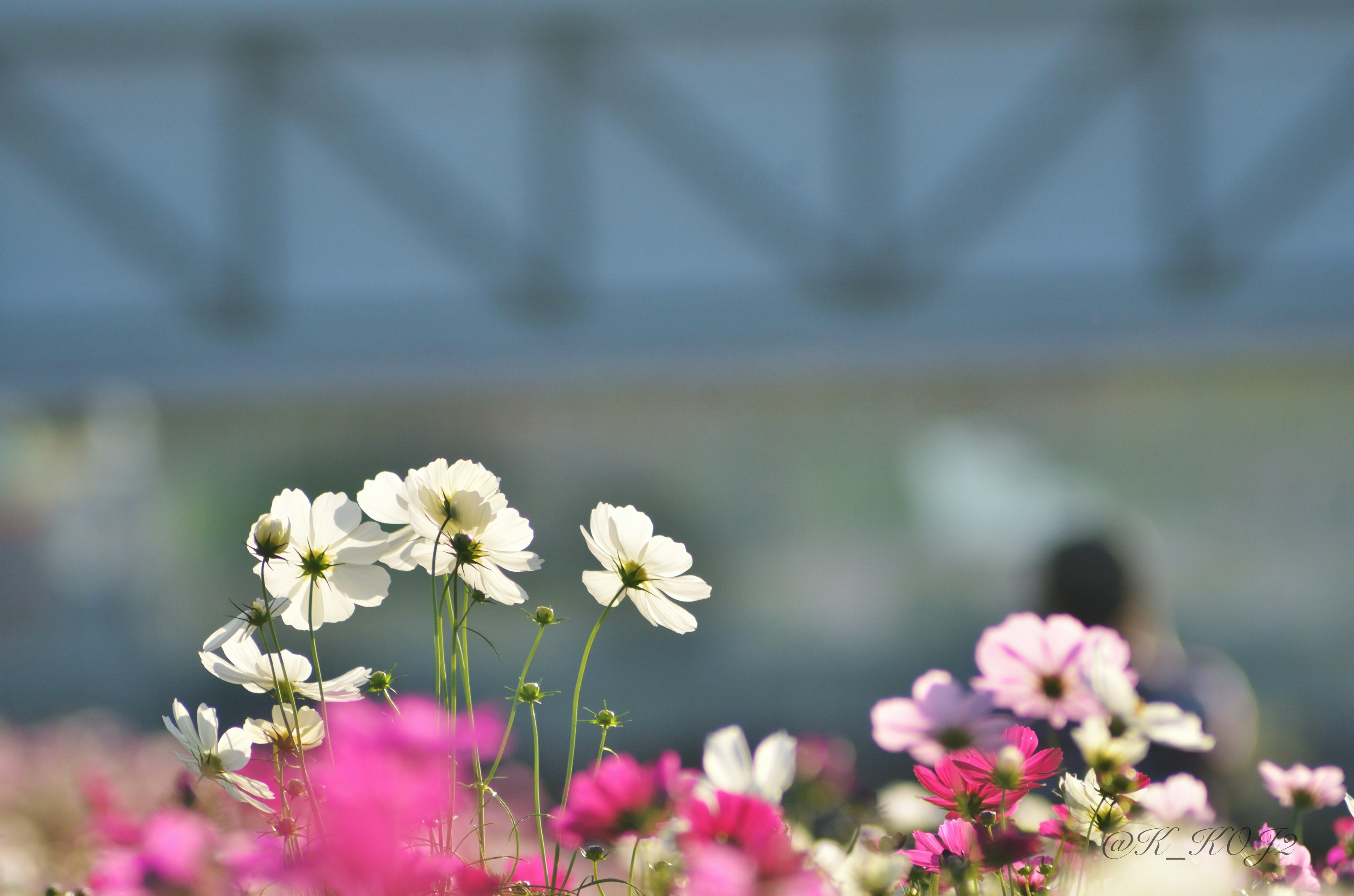 Fleurs blanches et roses en fleurs avec une structure floue en arrière-plan