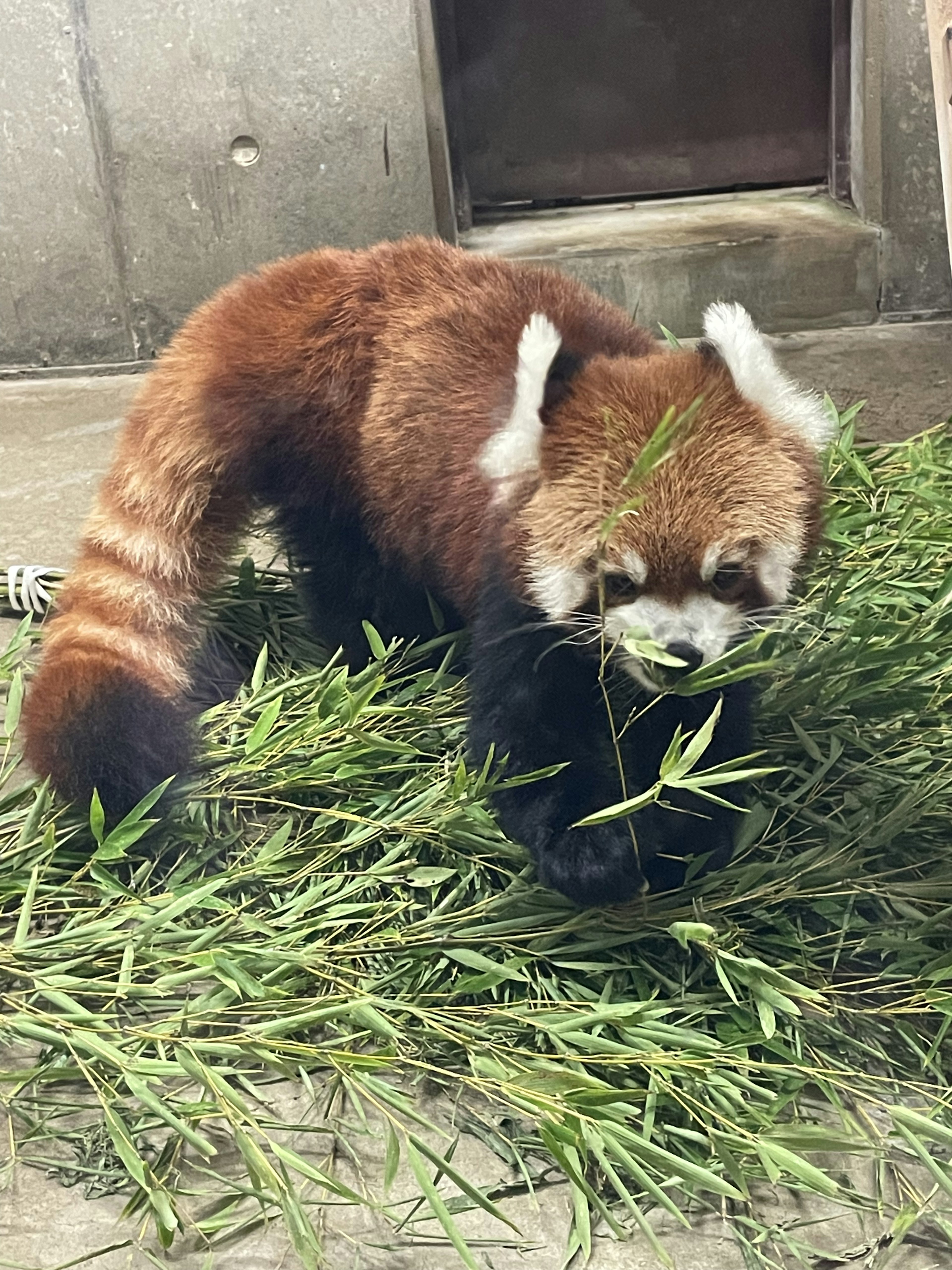 赤いパンダが草を食べている様子