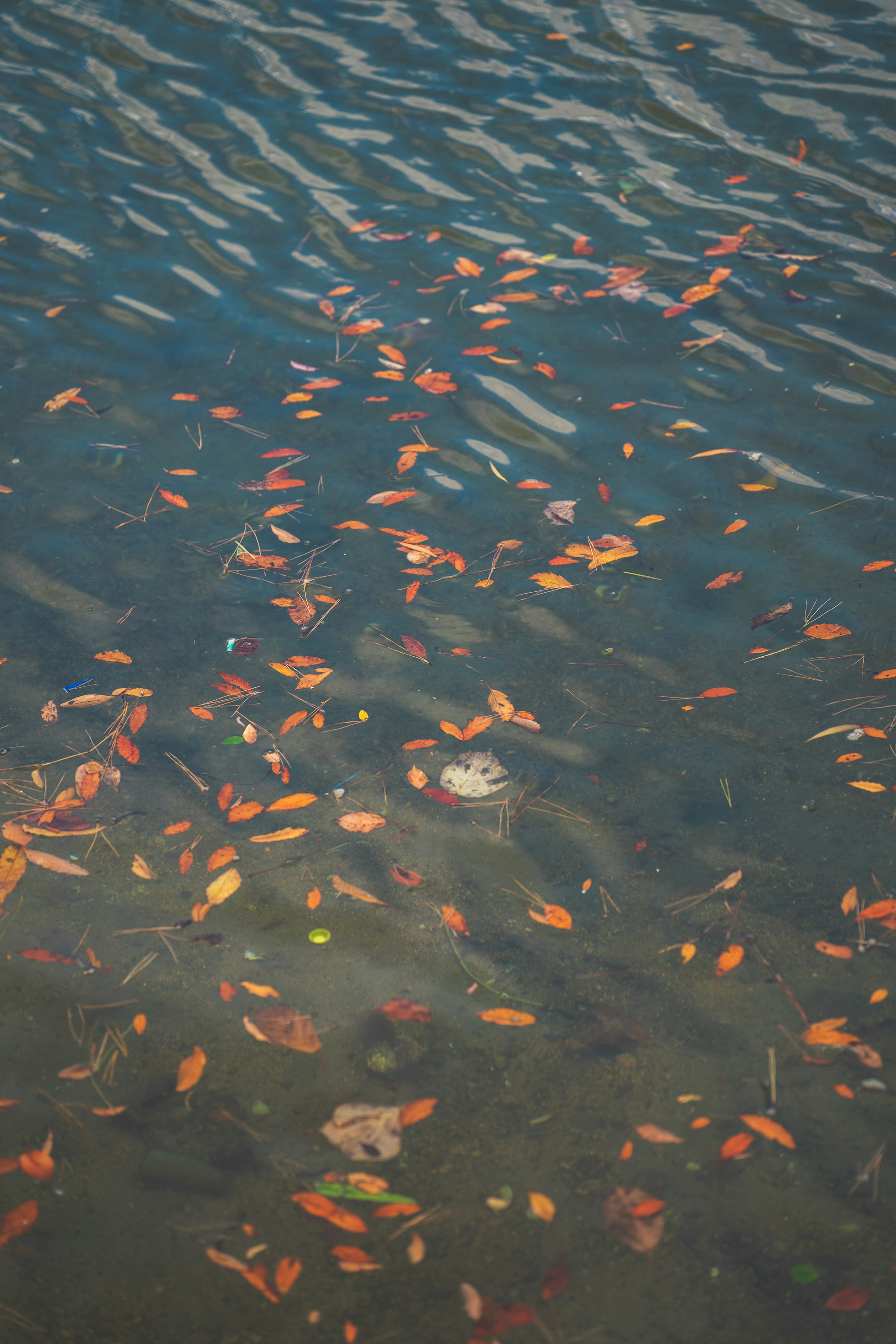 Surface of water with floating orange leaves and blue ripples