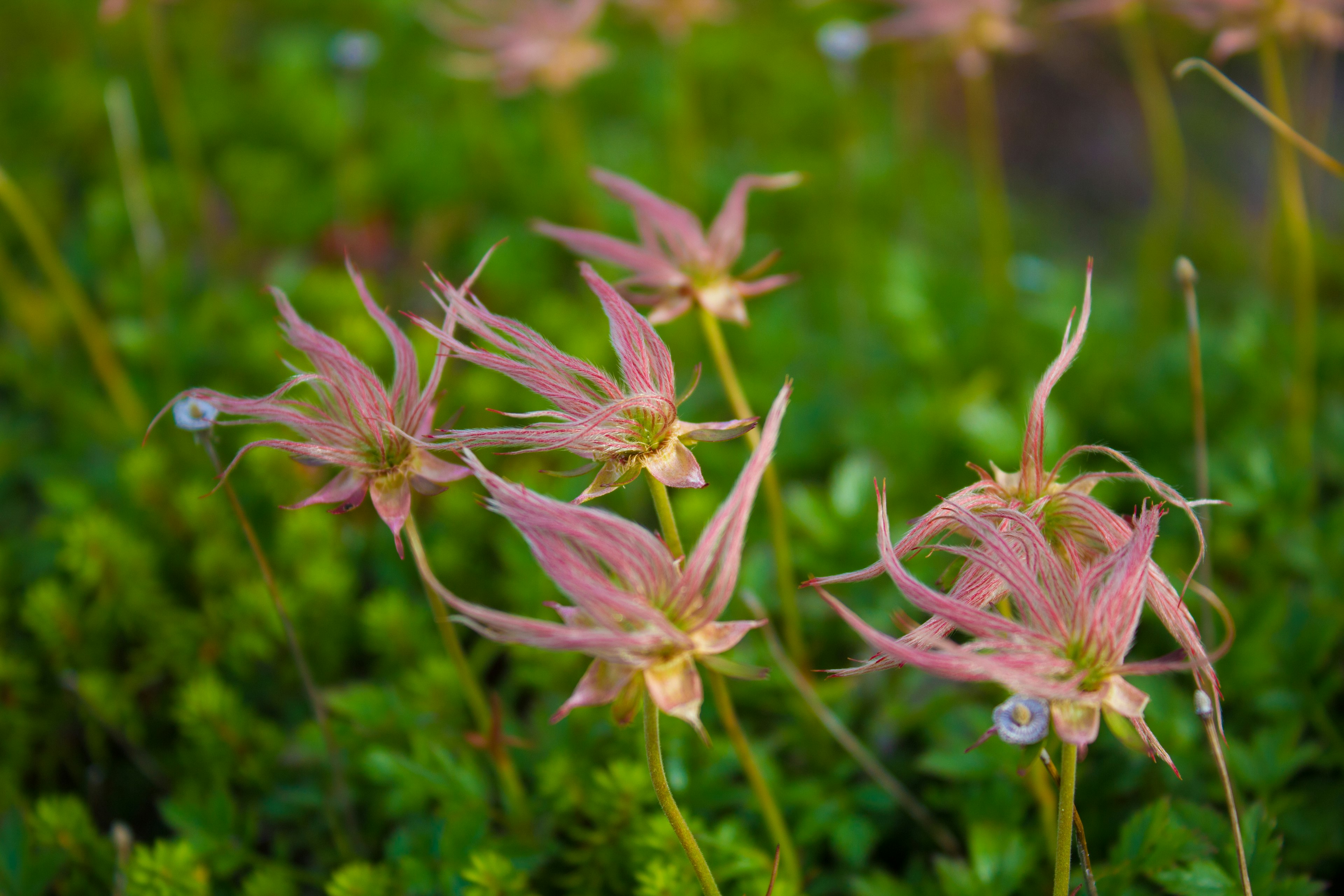 ピンクの花が緑の背景に咲いている様子