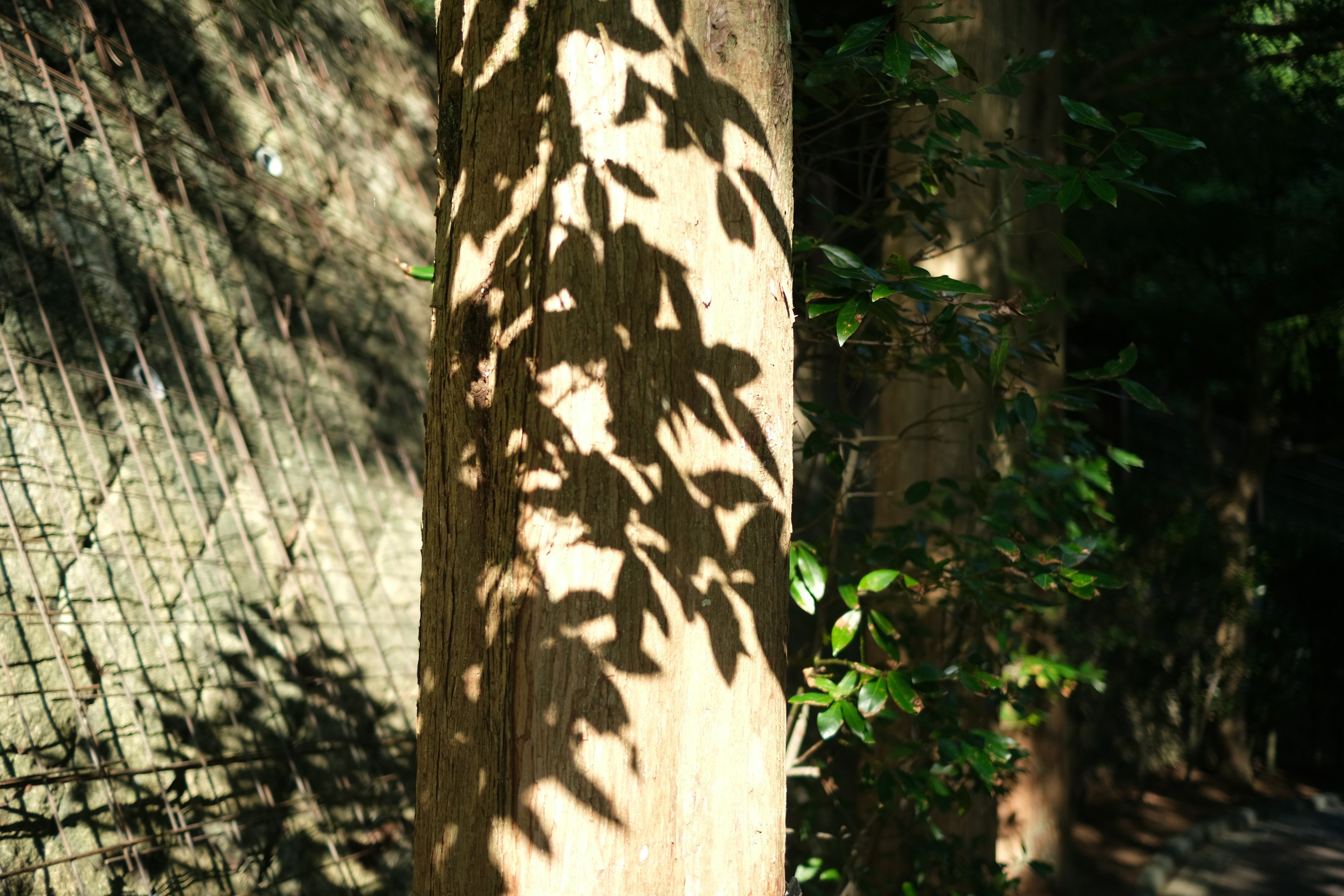 Sombras de hojas en un tronco de árbol con fondo verde