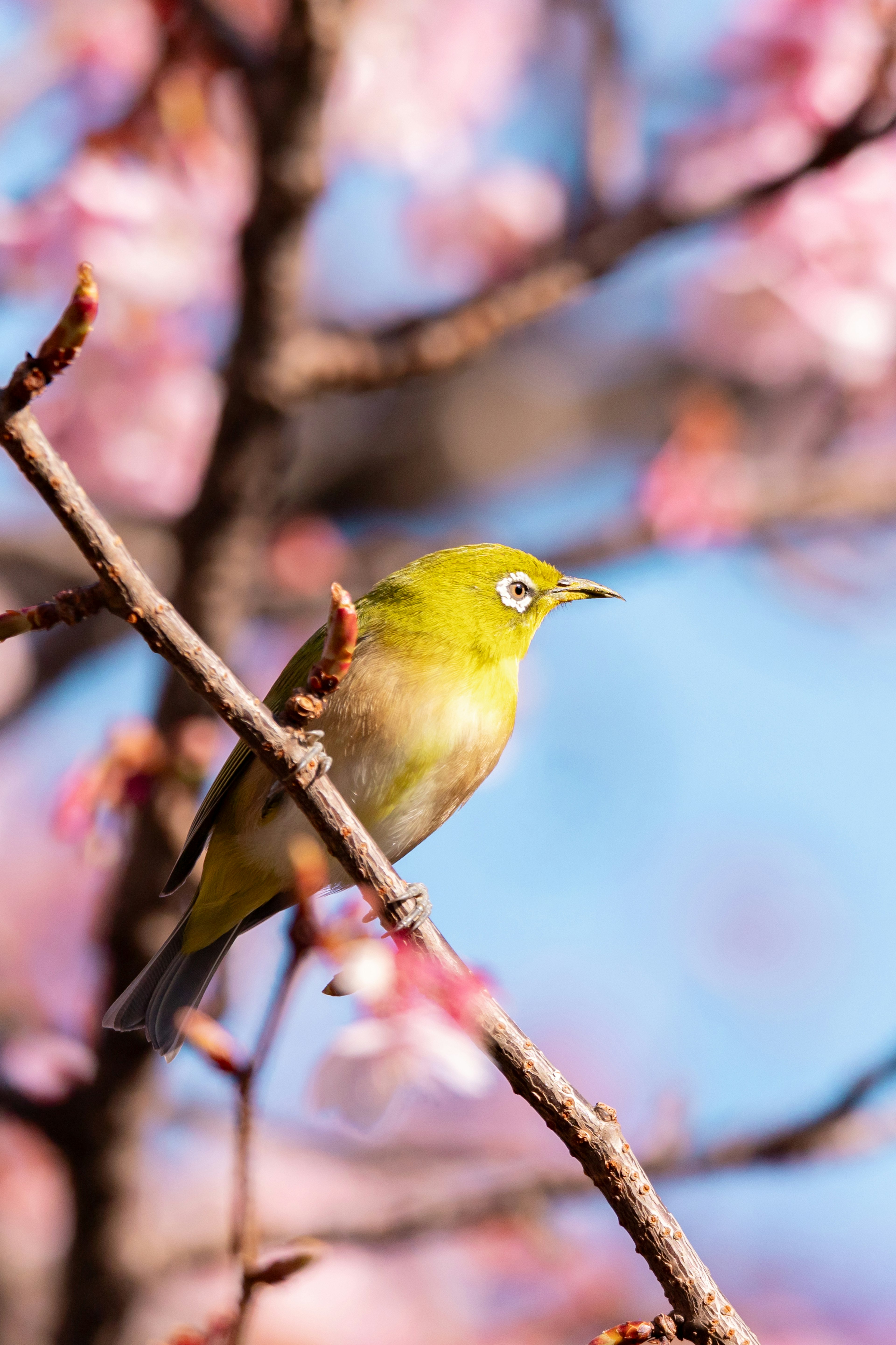 桜の花の枝にとまる小さな黄色い鳥