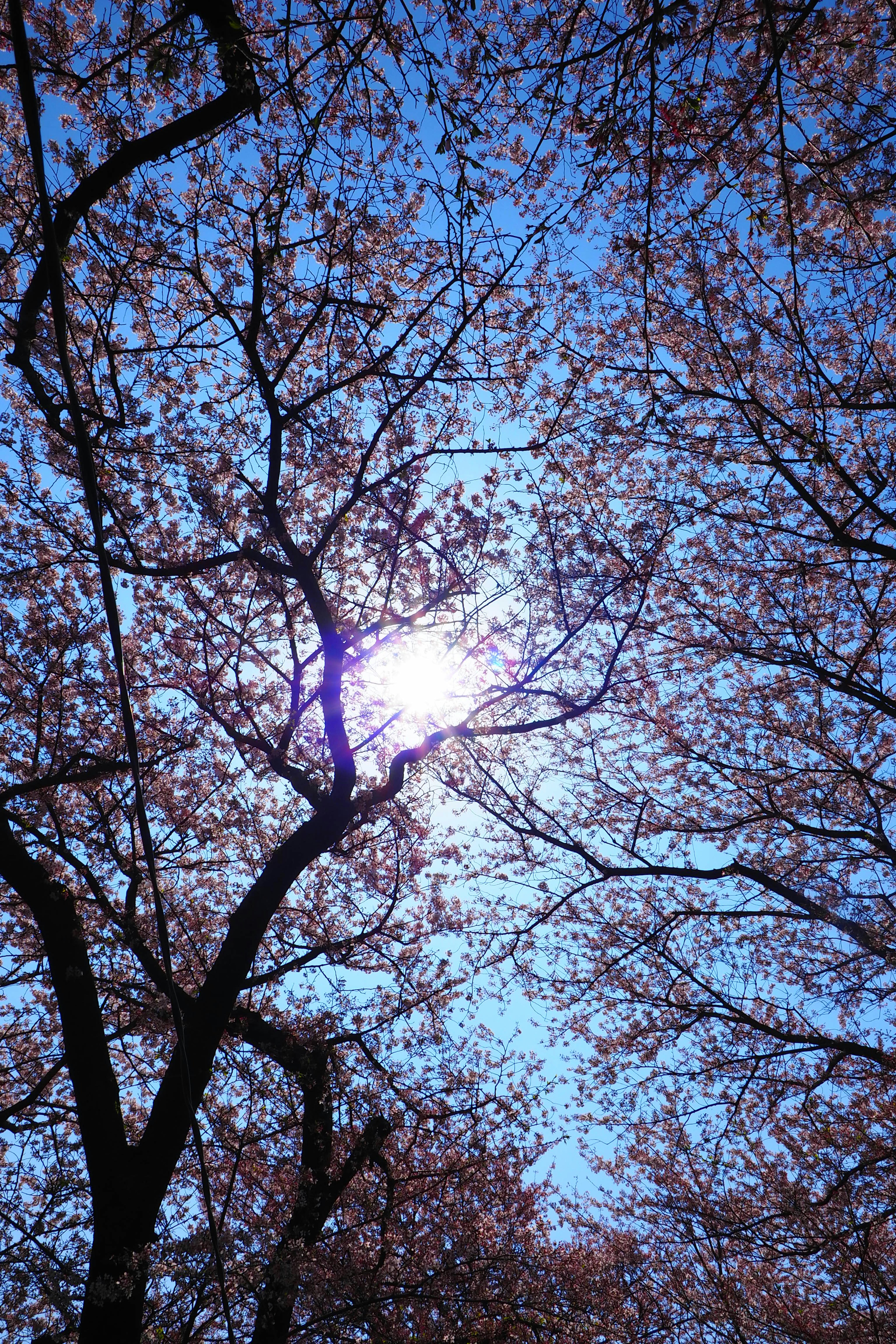 Silhouette di fiori di ciliegio e rami sotto il cielo blu con luce solare