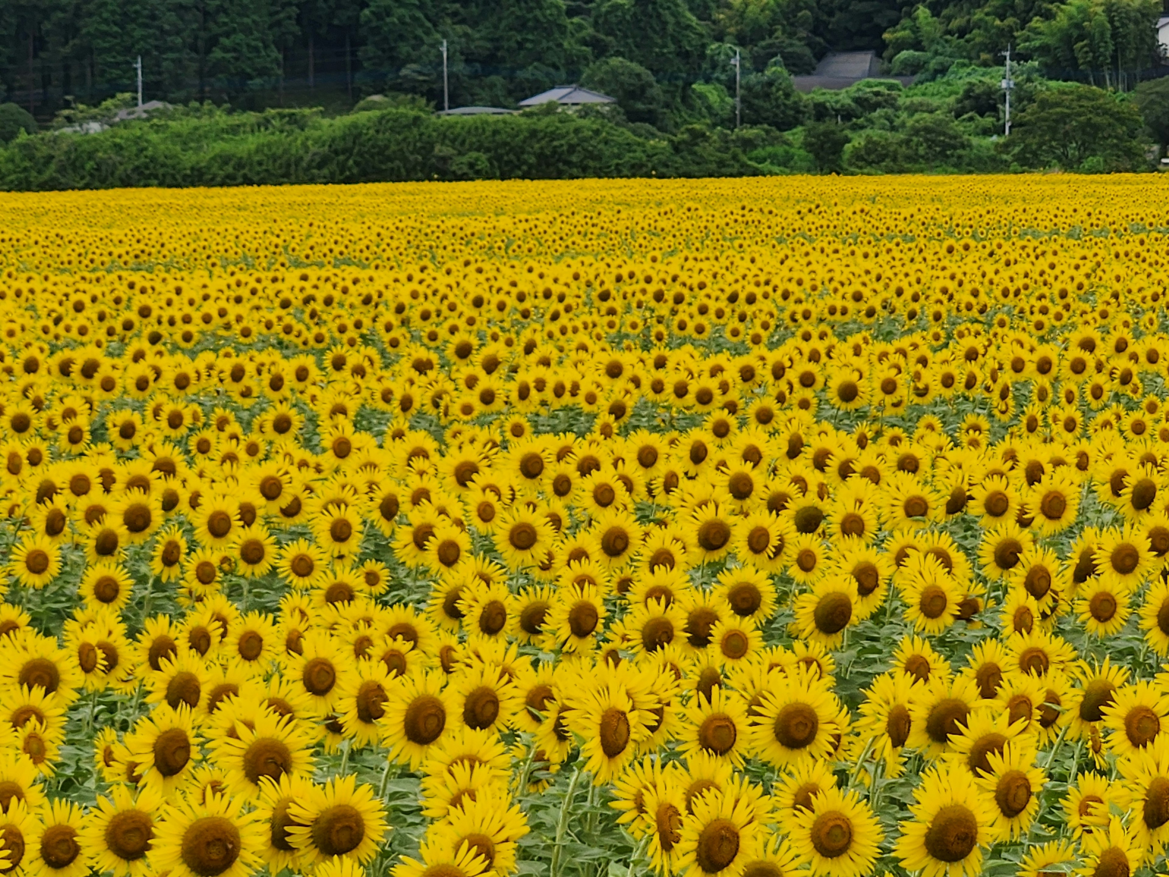 ทุ่งดอกทานตะวันสดใสที่มีดอกไม้สีเหลืองสดใส