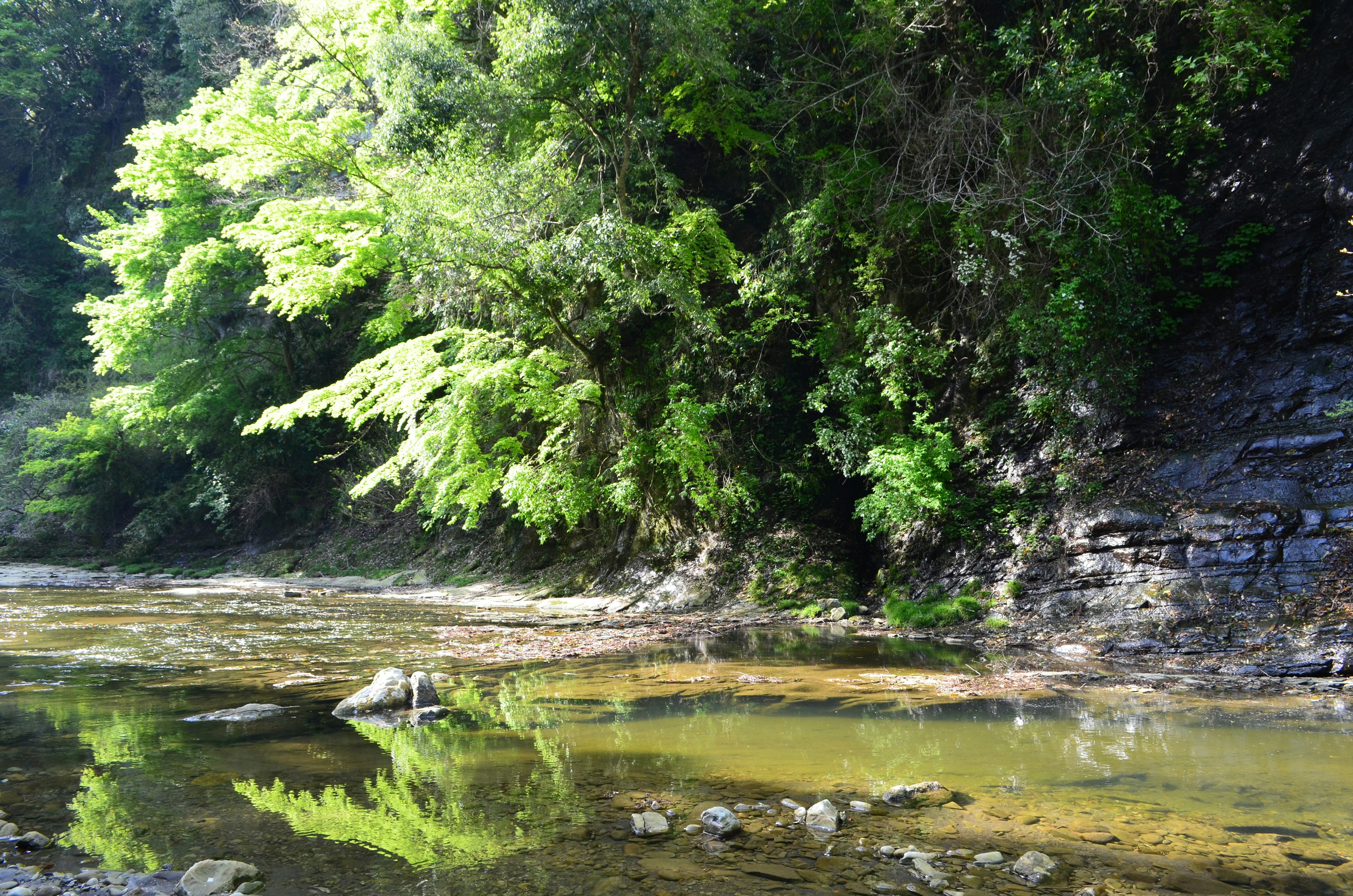 Üppiges Grün entlang eines Ufers mit Reflexionen im Wasser, die die natürliche Schönheit zeigen