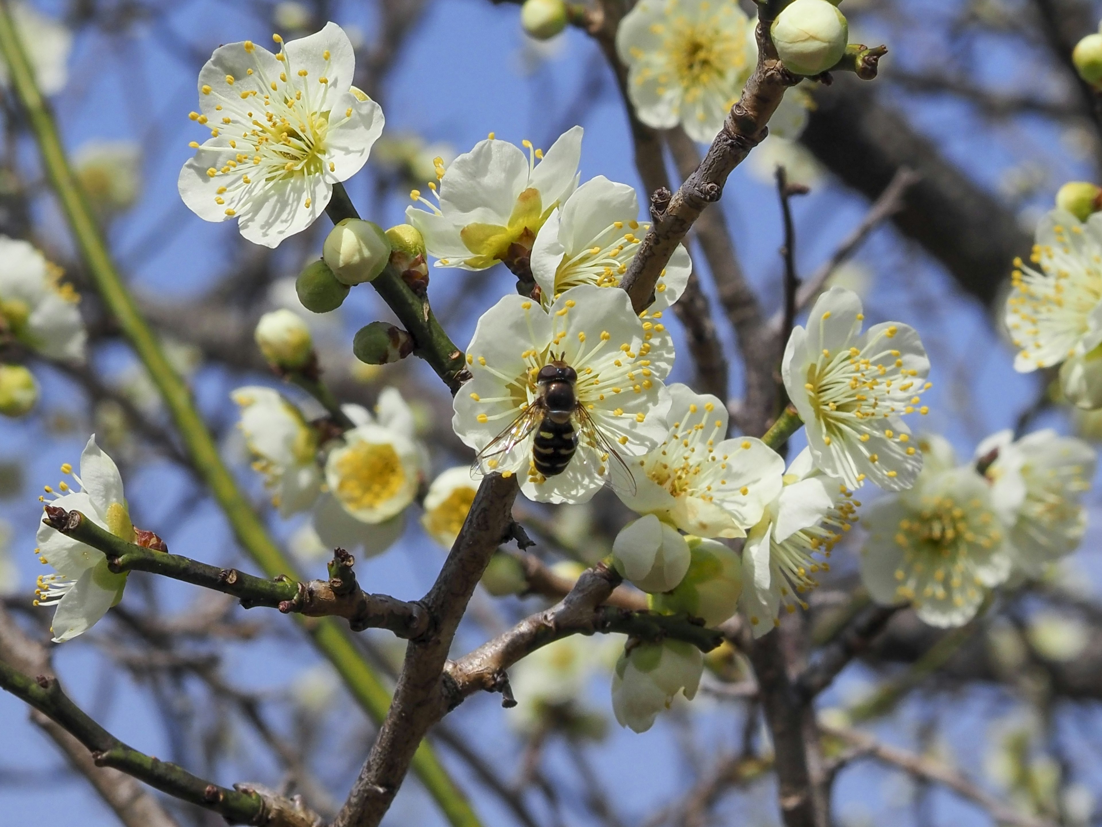 Close-up of plum tree with white flowers and a bee