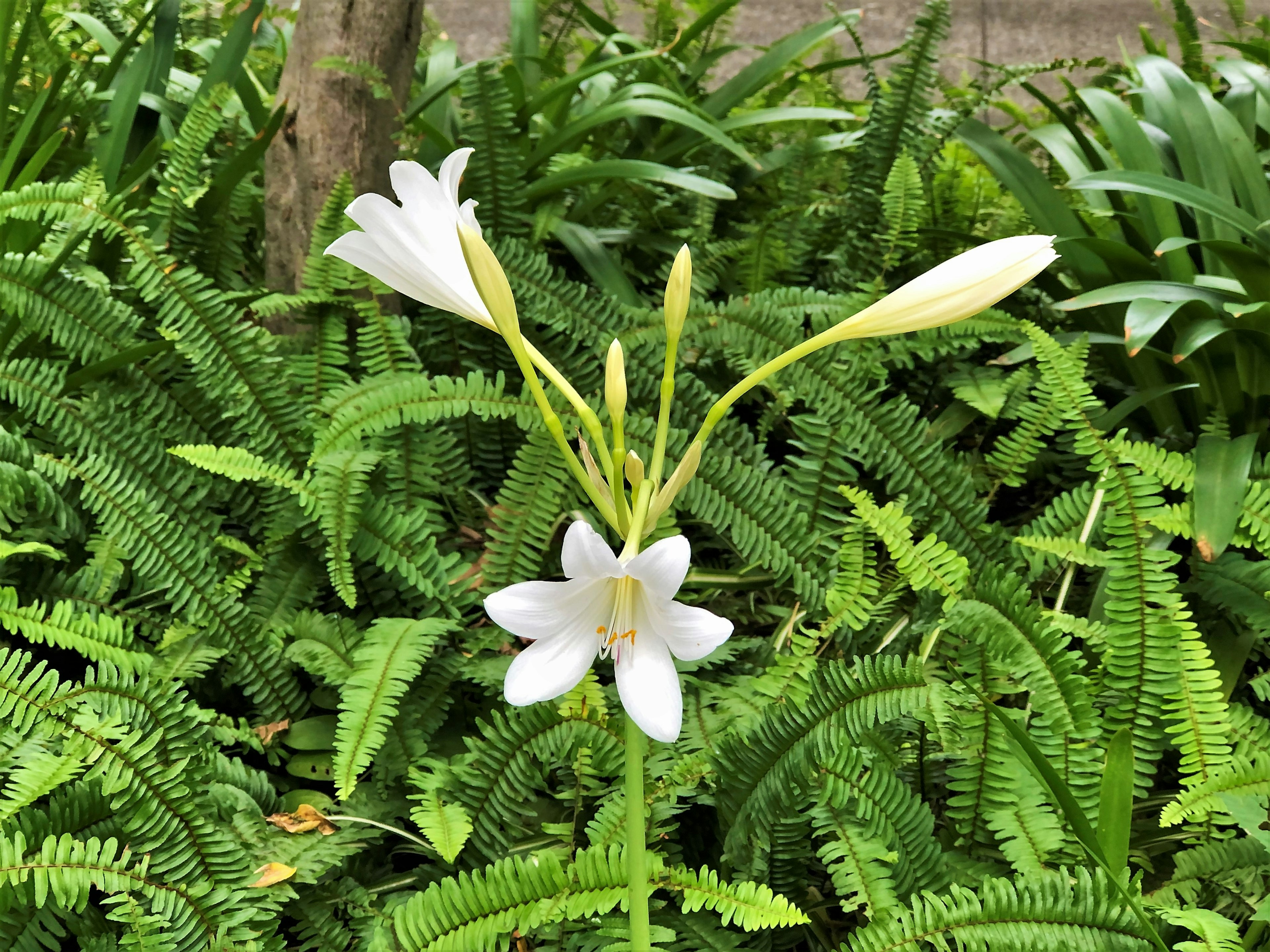 Weiße Blumen umgeben von üppigen grünen Farnen