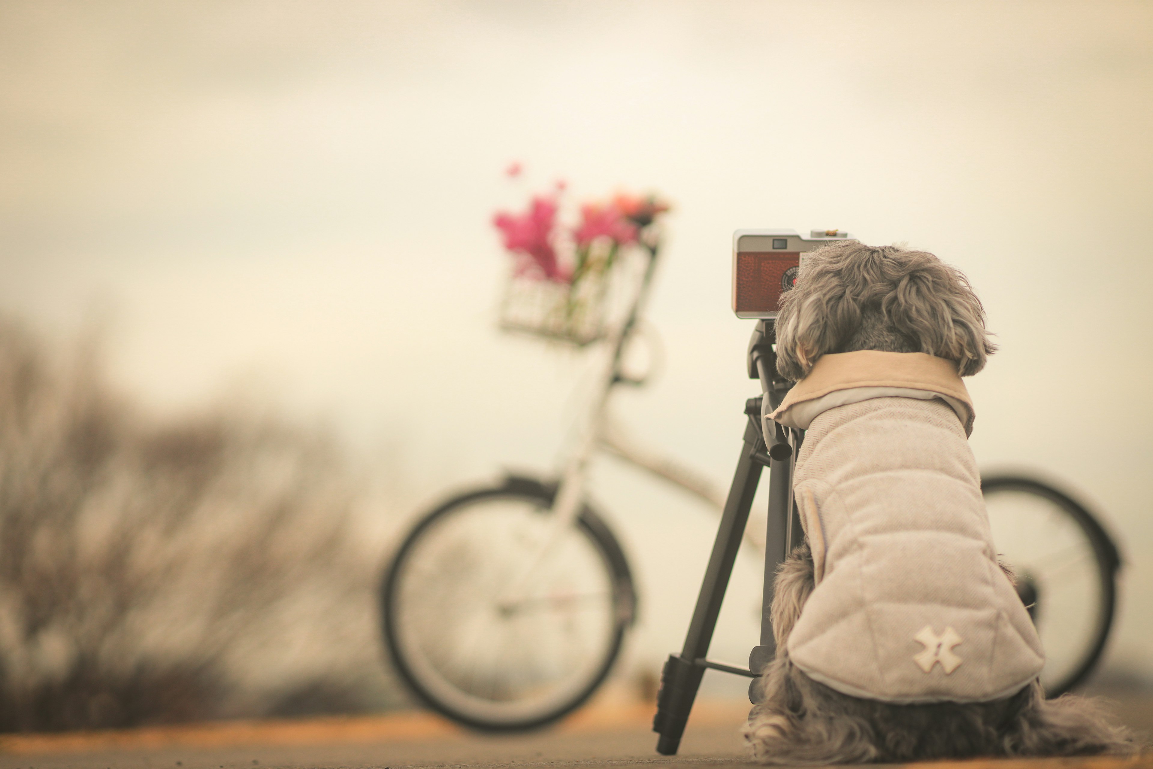 Ein Hund sitzt auf einem Stativ und schaut auf ein Fahrrad mit Blumen