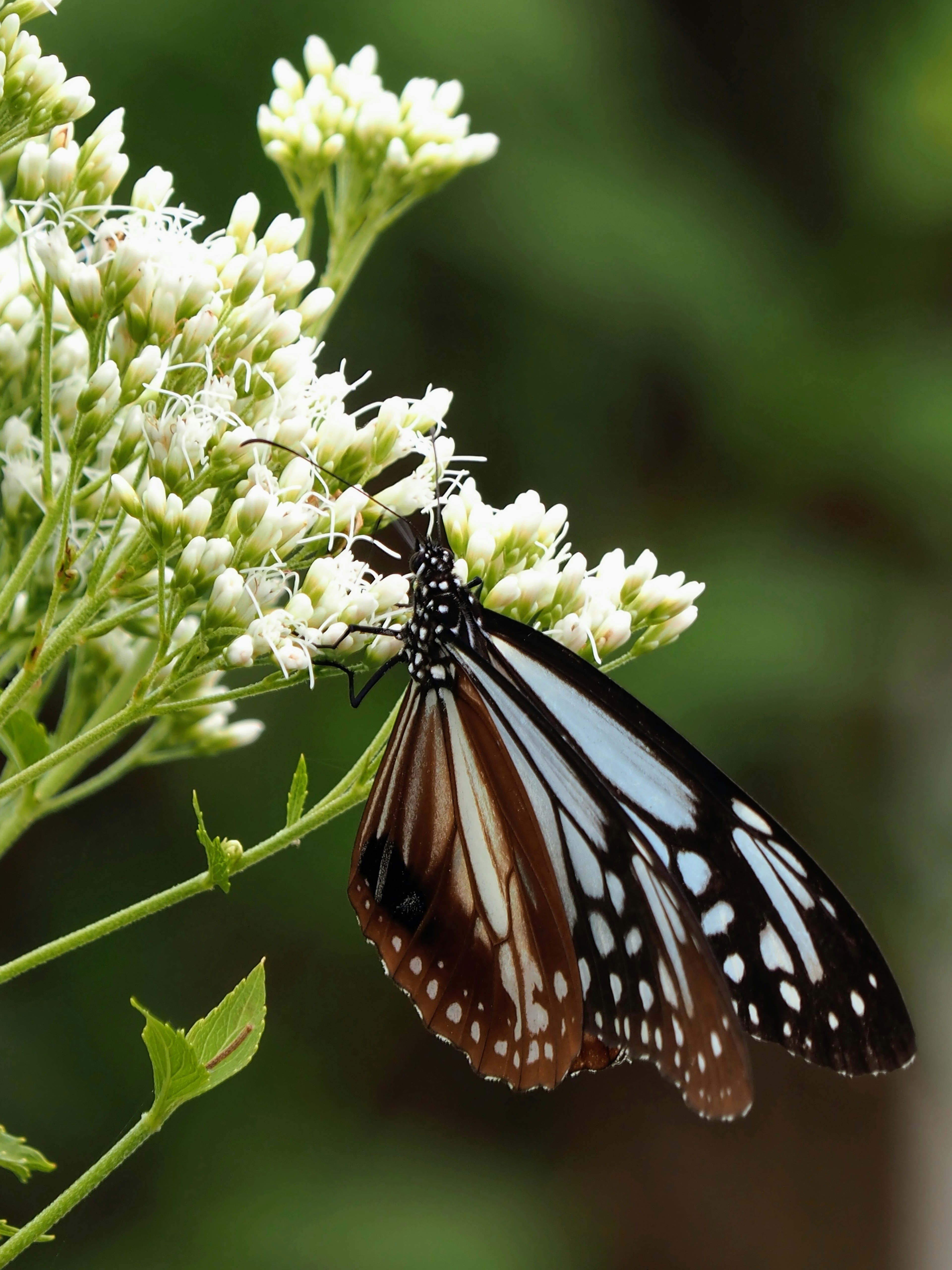 Un beau papillon posé sur des fleurs