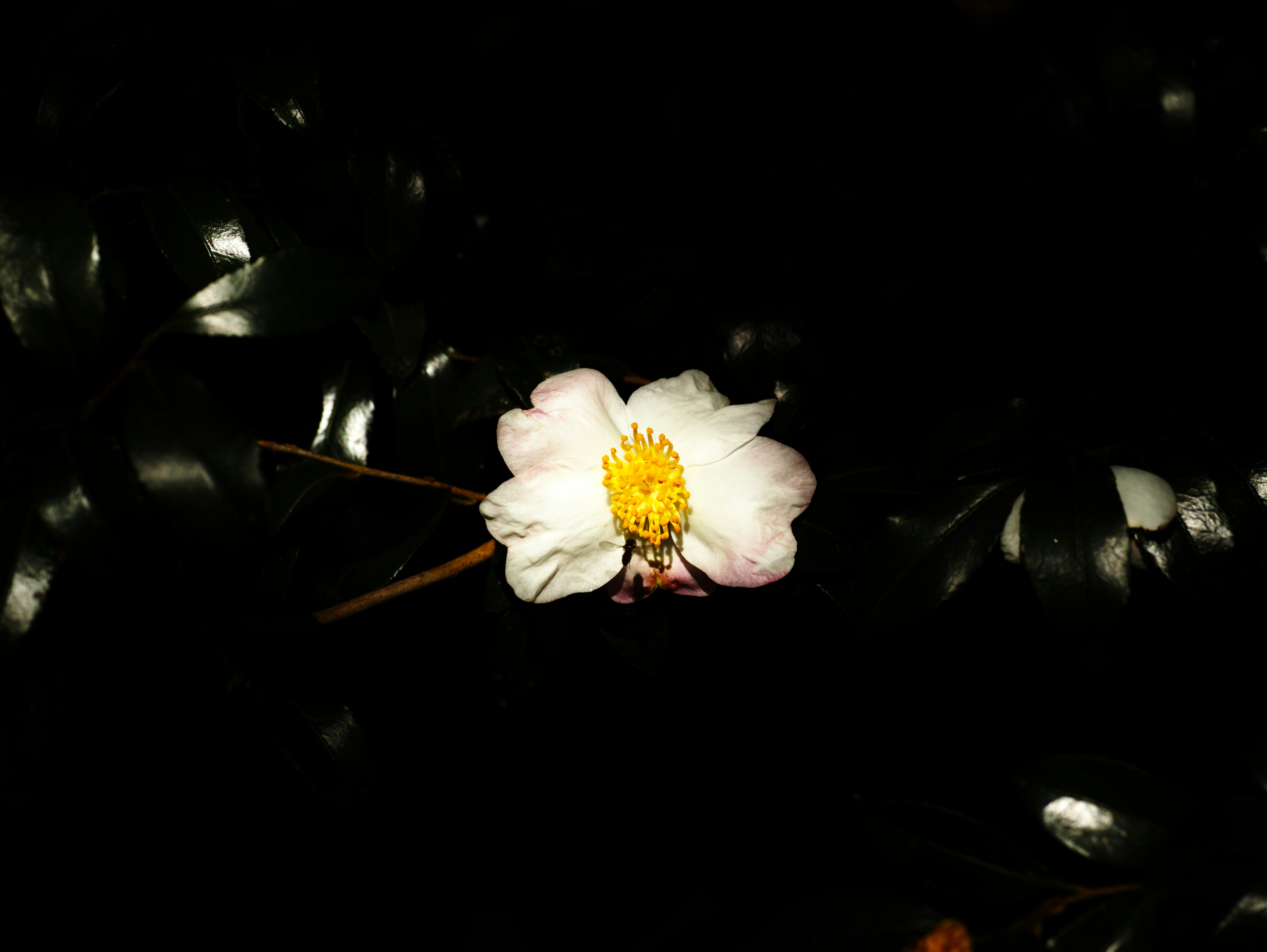 A white flower with a yellow center against a black background