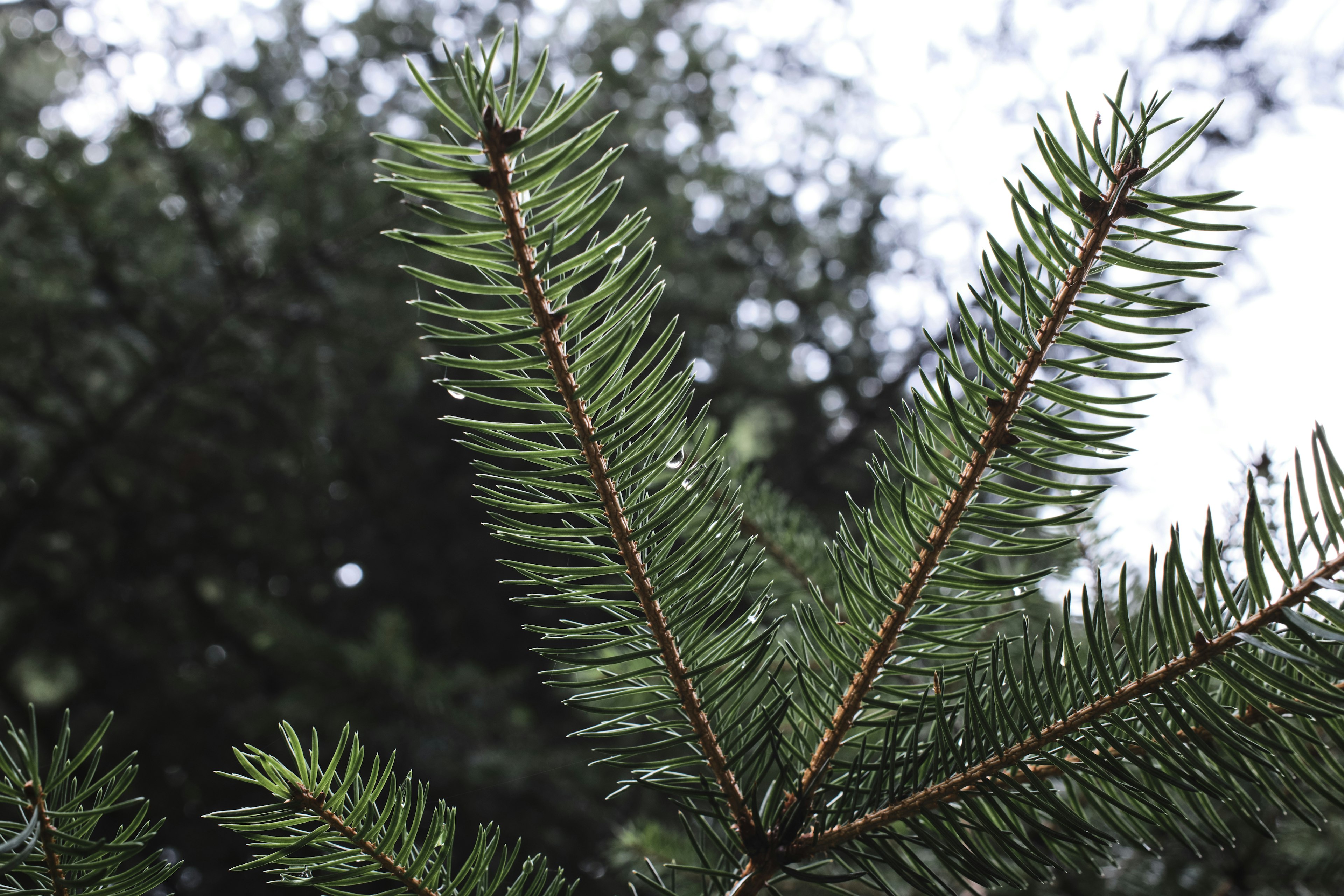 Gros plan d'une branche de conifère verte avec des aiguilles pointues