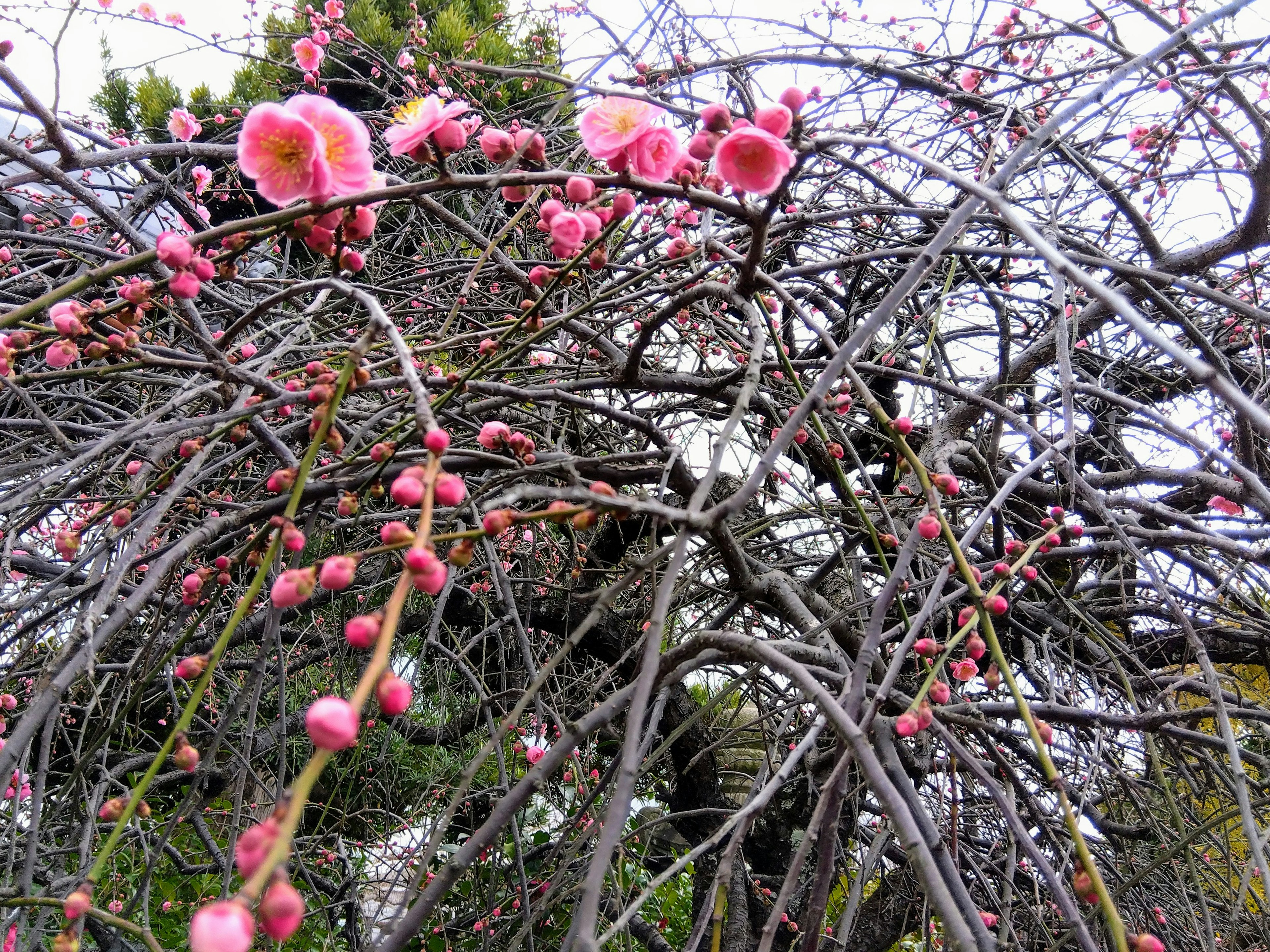 Cabang pohon plum dihiasi dengan bunga merah muda yang halus dan tunas