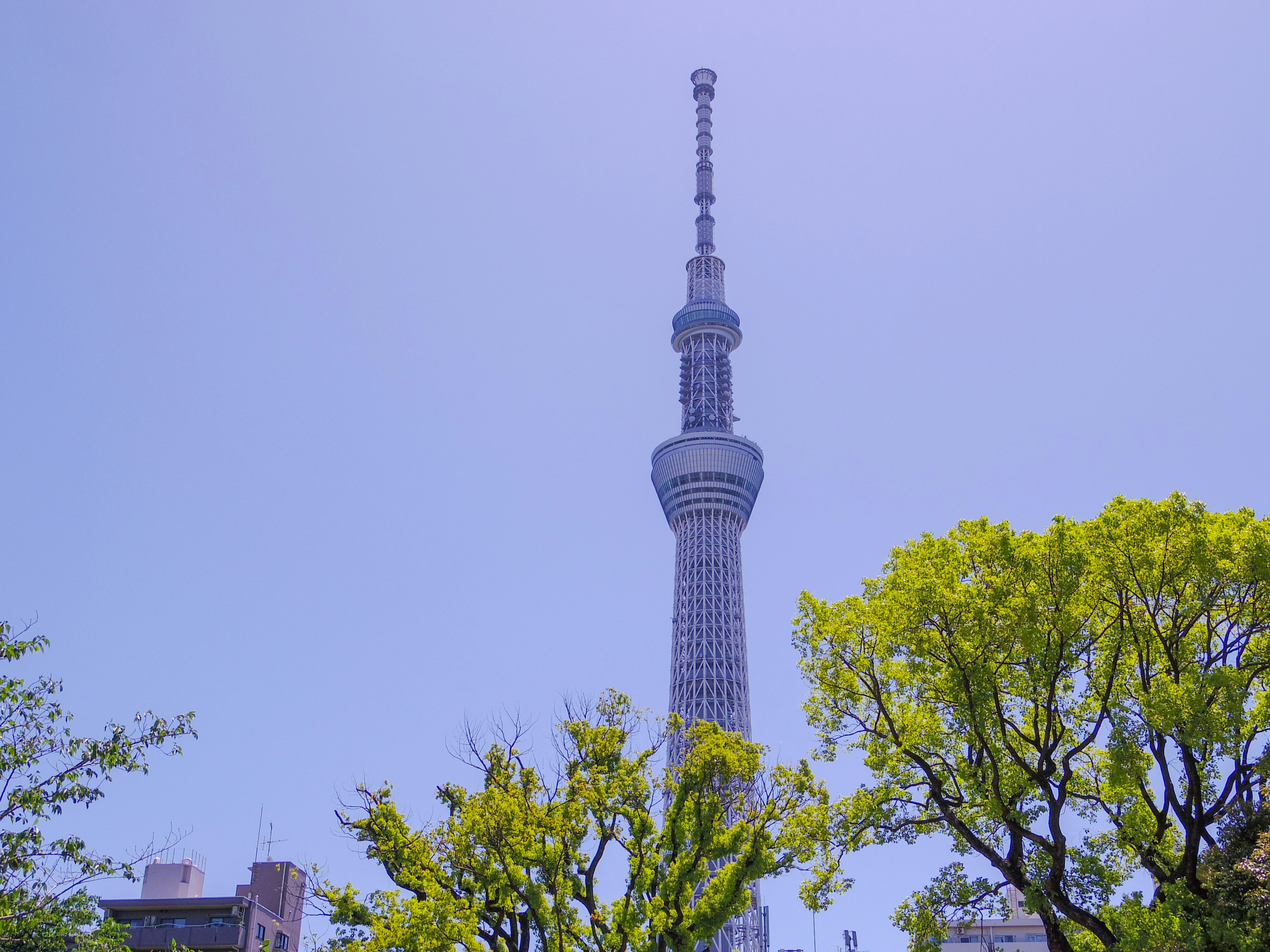 Tokyo Skytree towering against a clear blue sky with green trees in the foreground