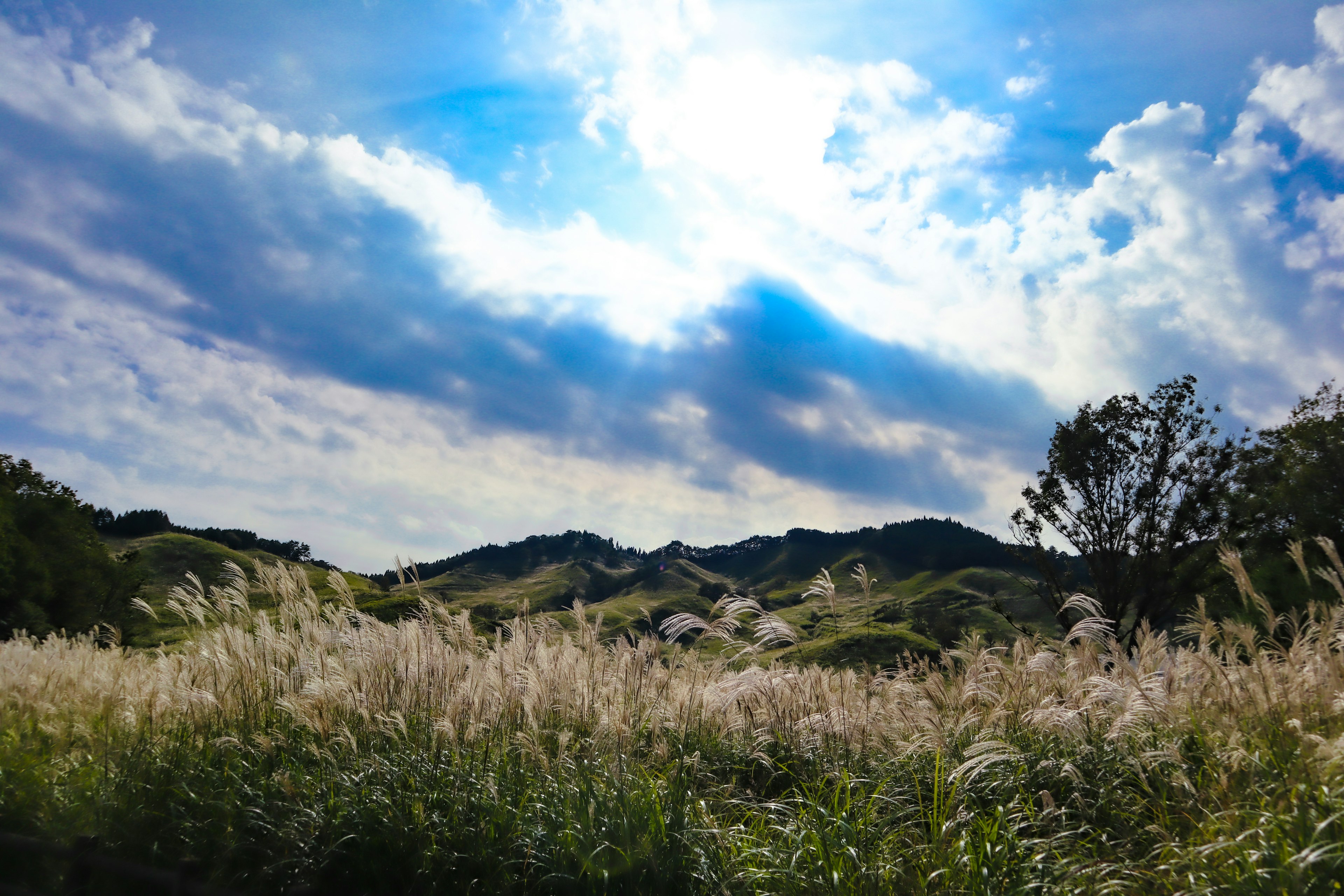 Paesaggio con cielo blu e nuvole bianche, erba pampas in primo piano, colline verdi sullo sfondo