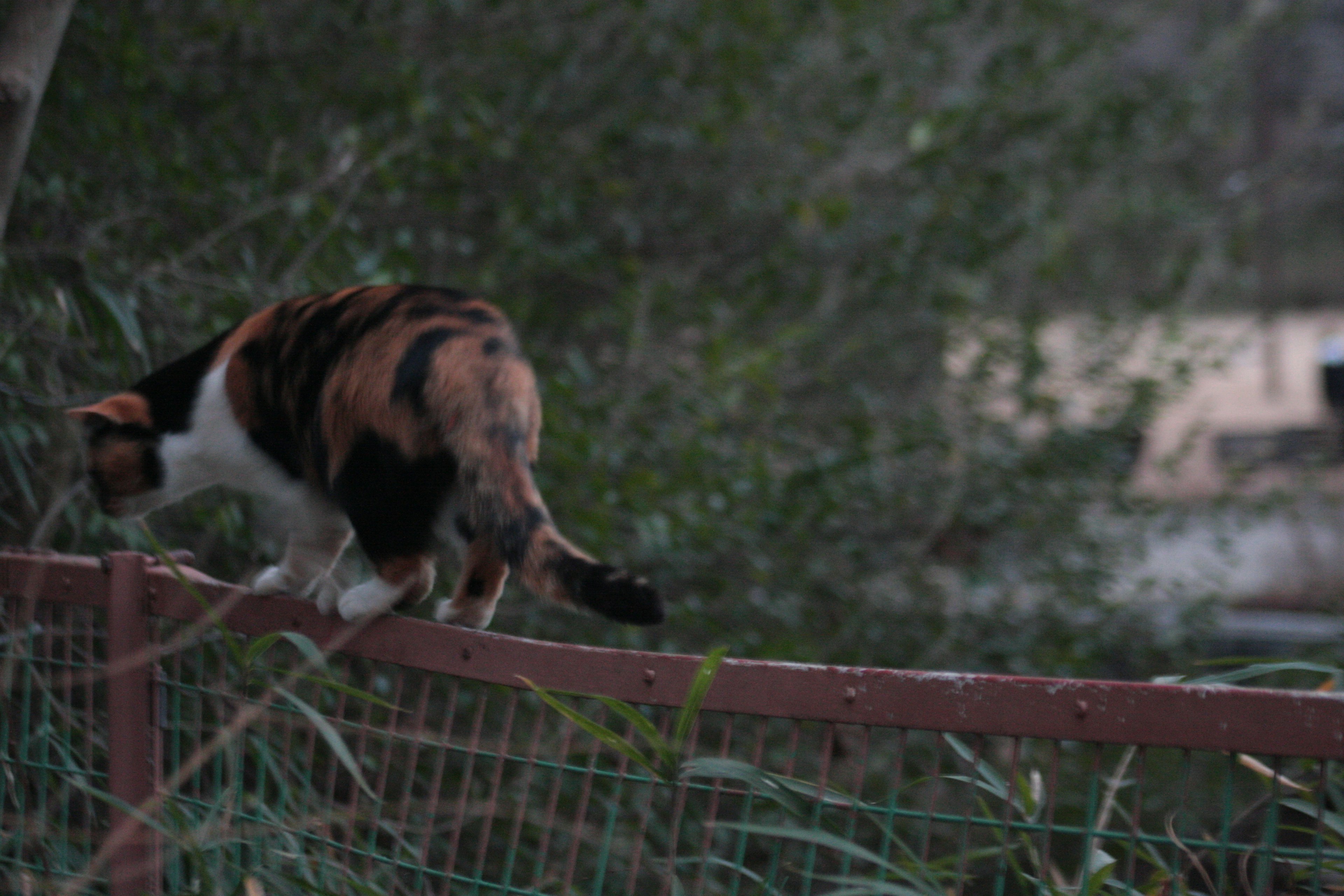 Calico cat walking on a fence