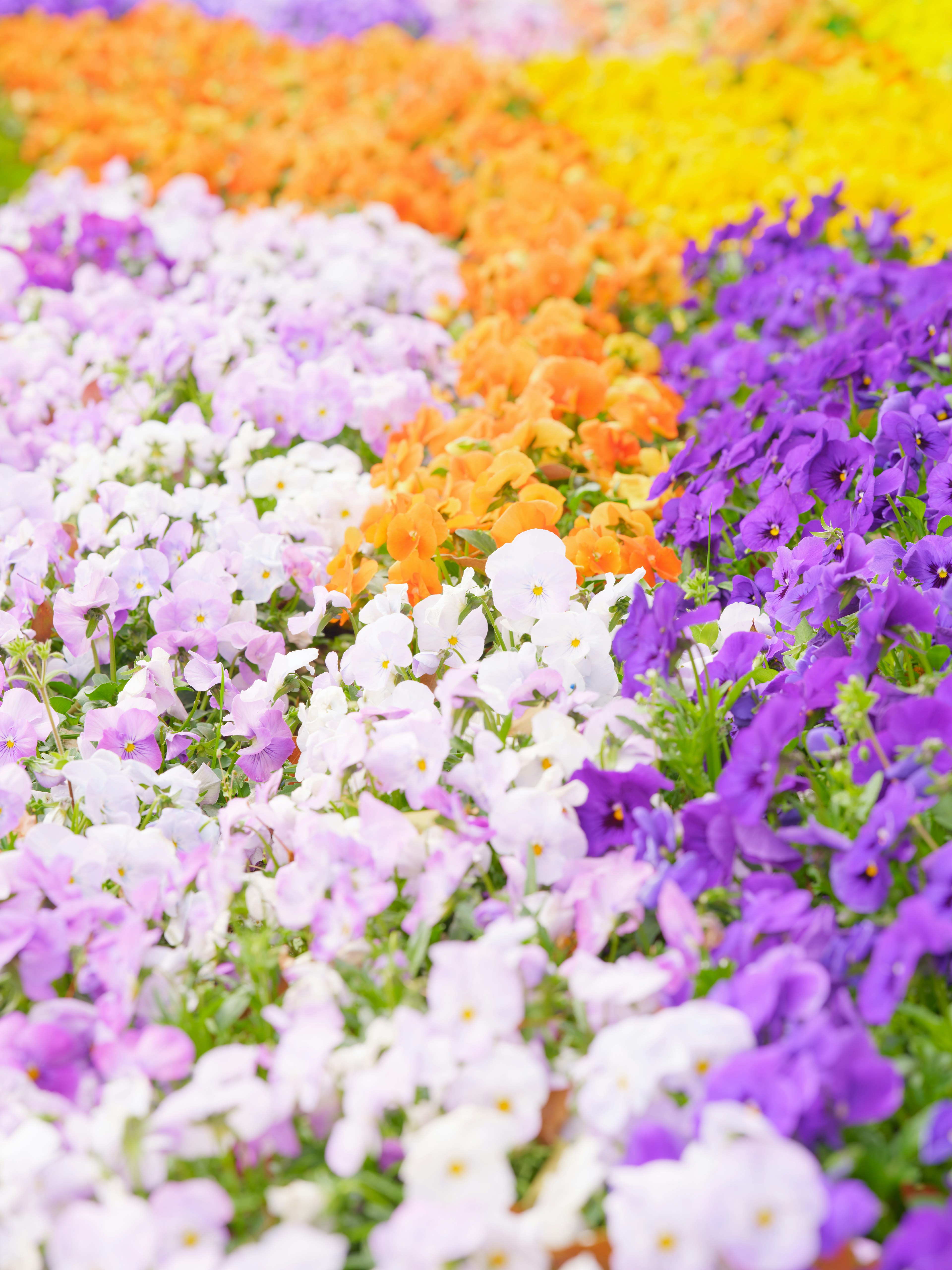 Colorful flowers arranged in a beautiful flower bed