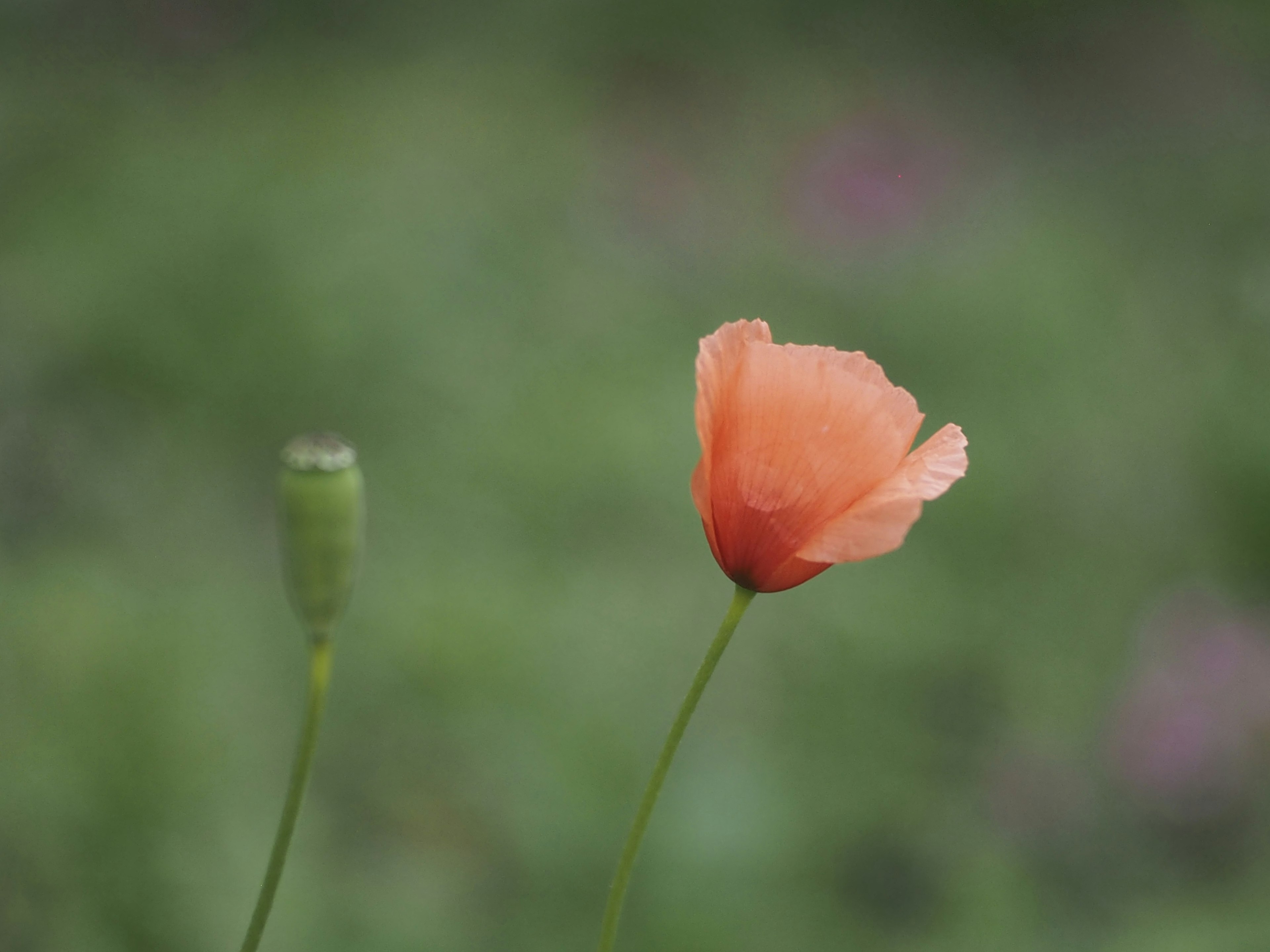 Vibrant orange poppy flower and its bud against a green background