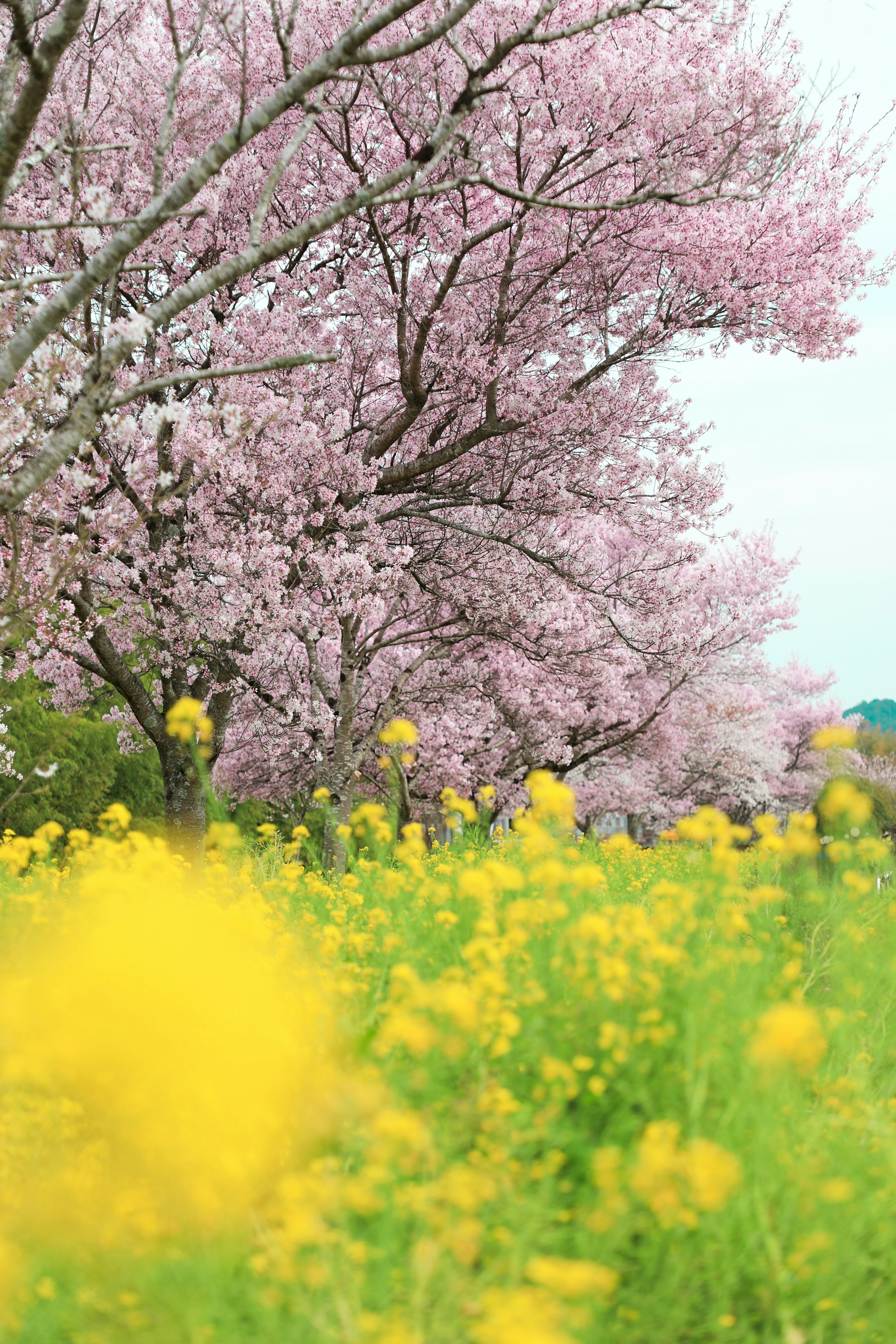 Pohon sakura dengan bunga rapeseed kuning yang mekar