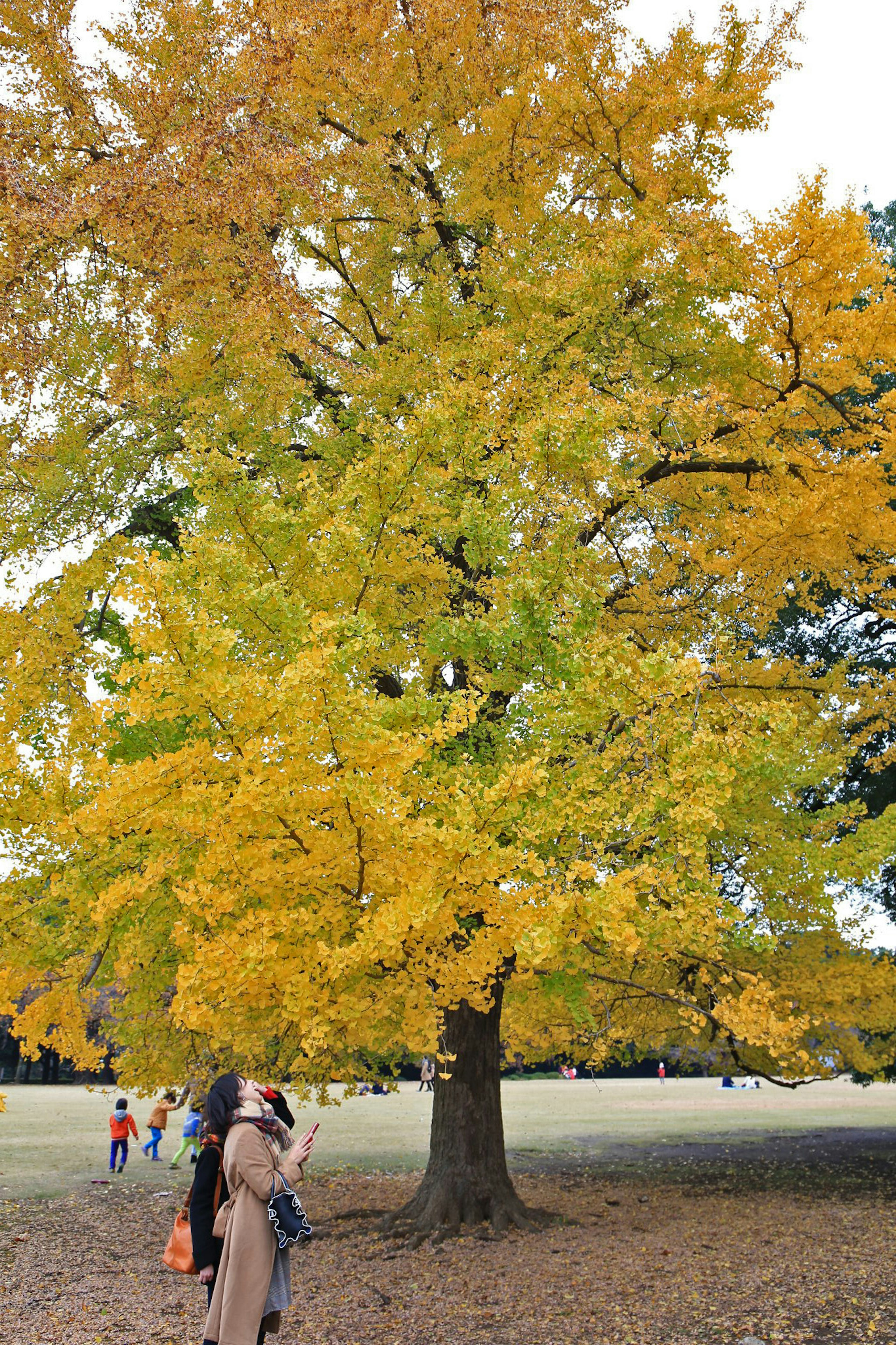 Un bell'albero con foglie gialle in un parco autunnale con persone