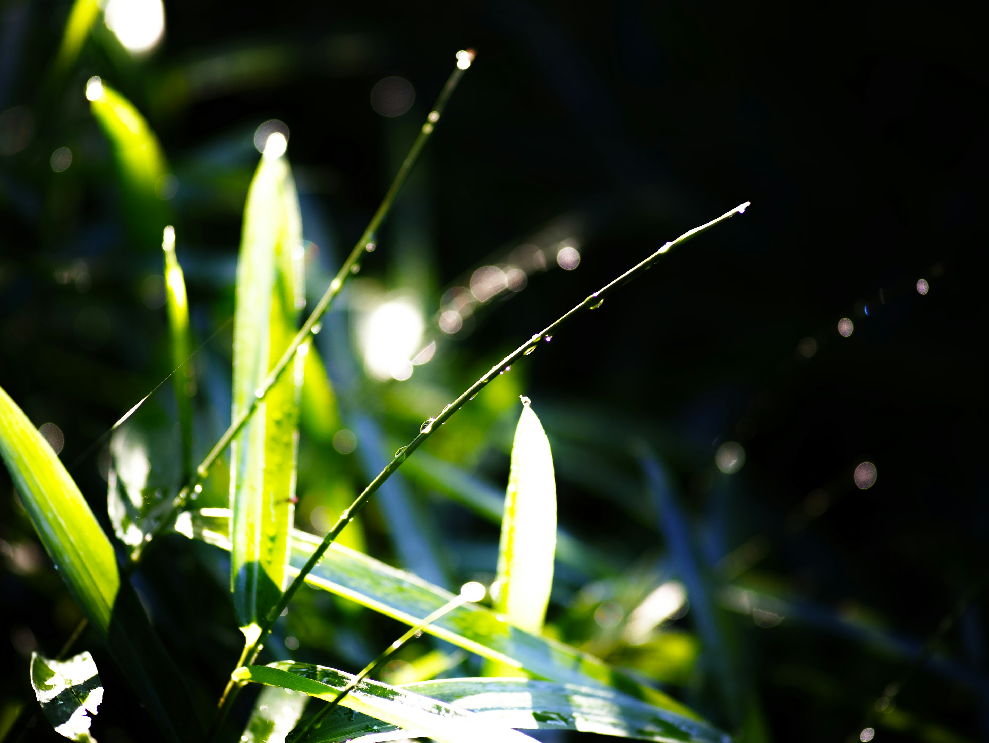 光を受けた緑の草の葉が暗い背景に映える