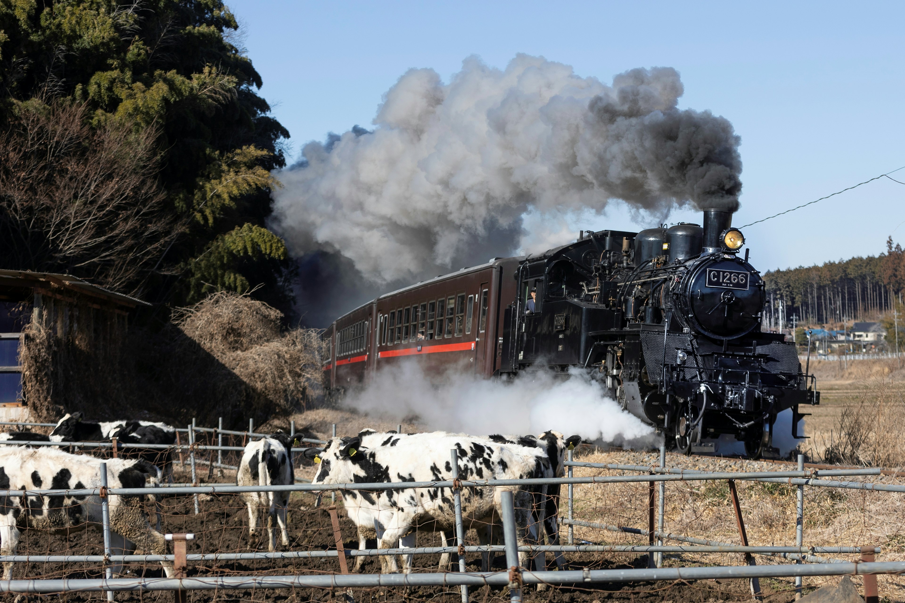 蒸気機関車が牛の群れの近くを走る風景