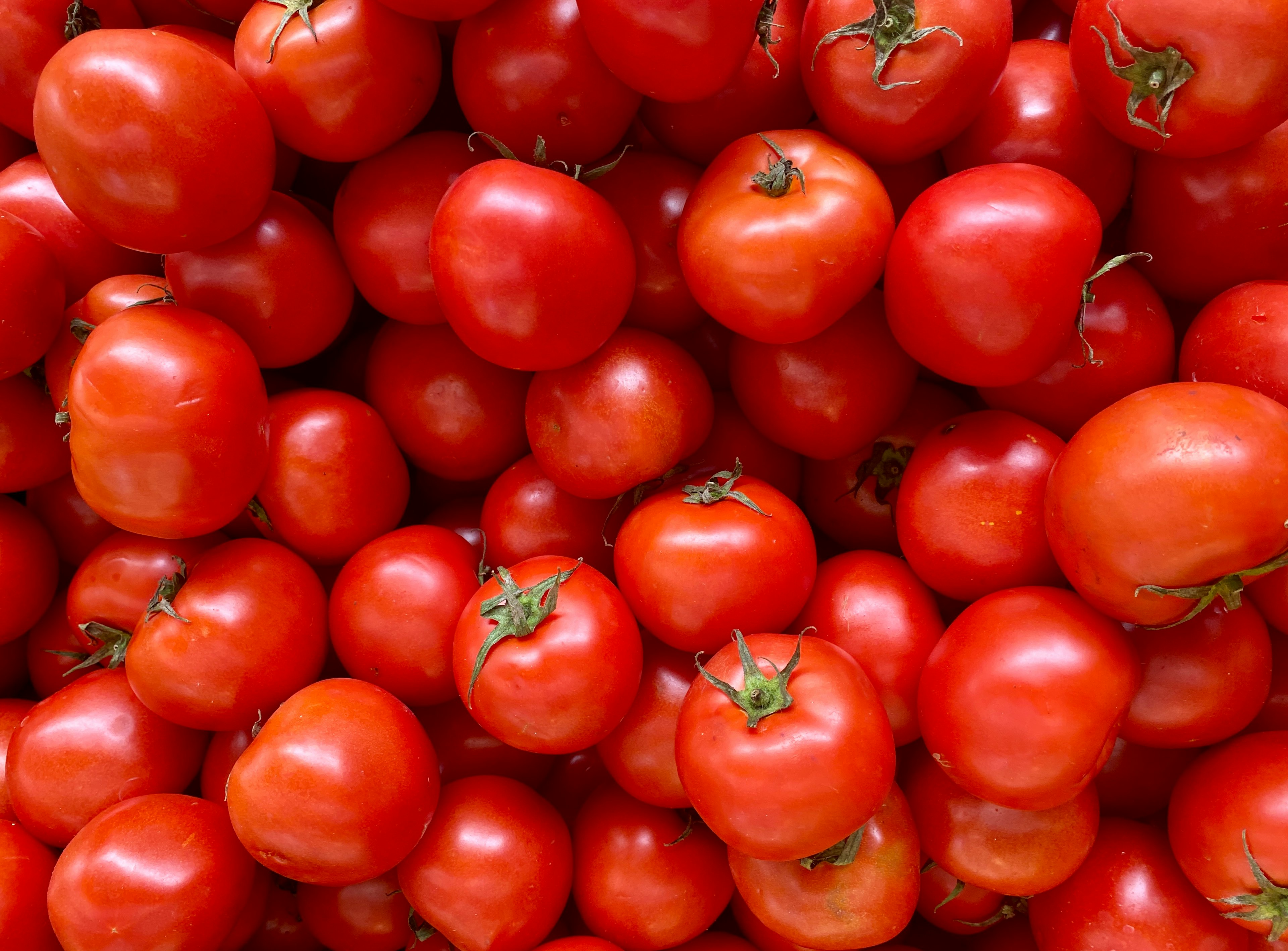 A pile of fresh red tomatoes with green stems