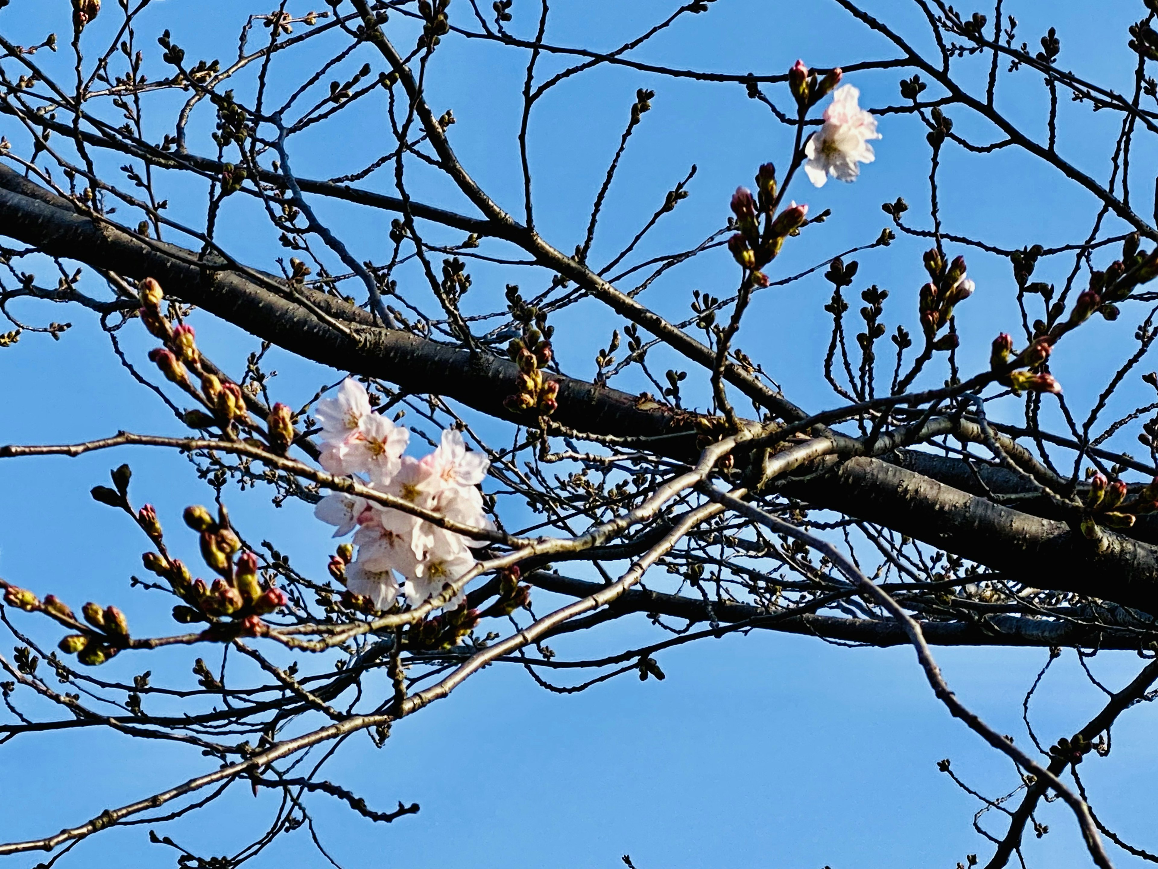 Fleurs de cerisier et feuilles en bourgeon sur des branches sous un ciel bleu