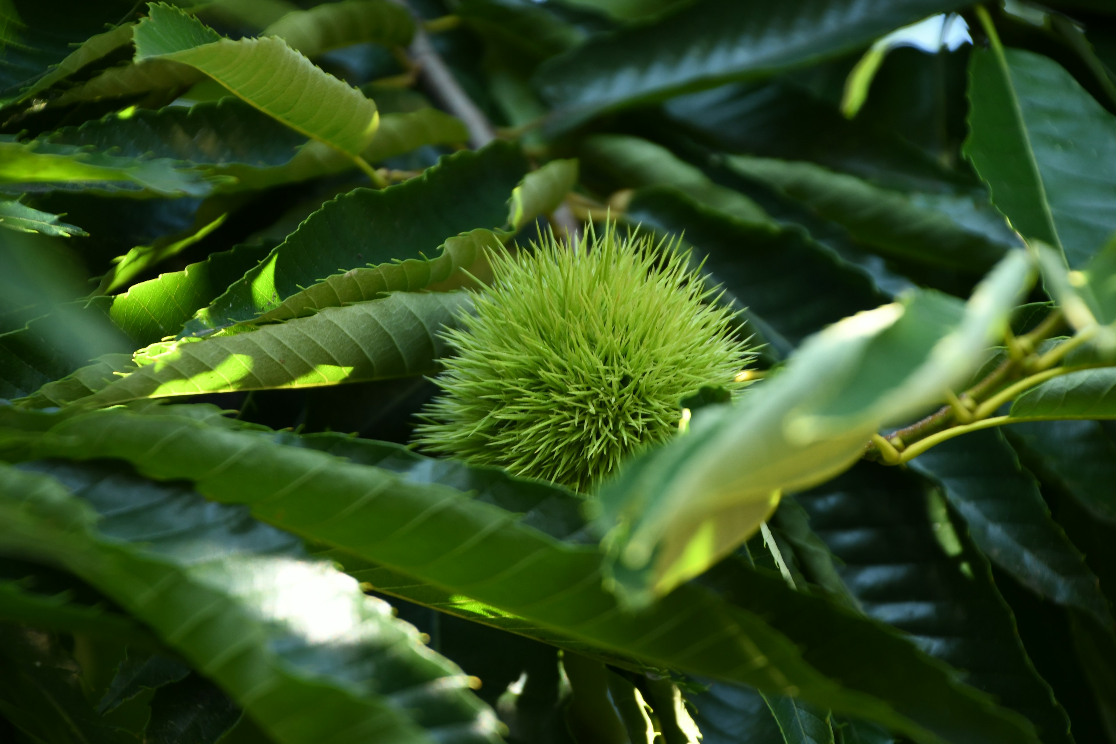 Fruto espinoso verde rodeado de hojas