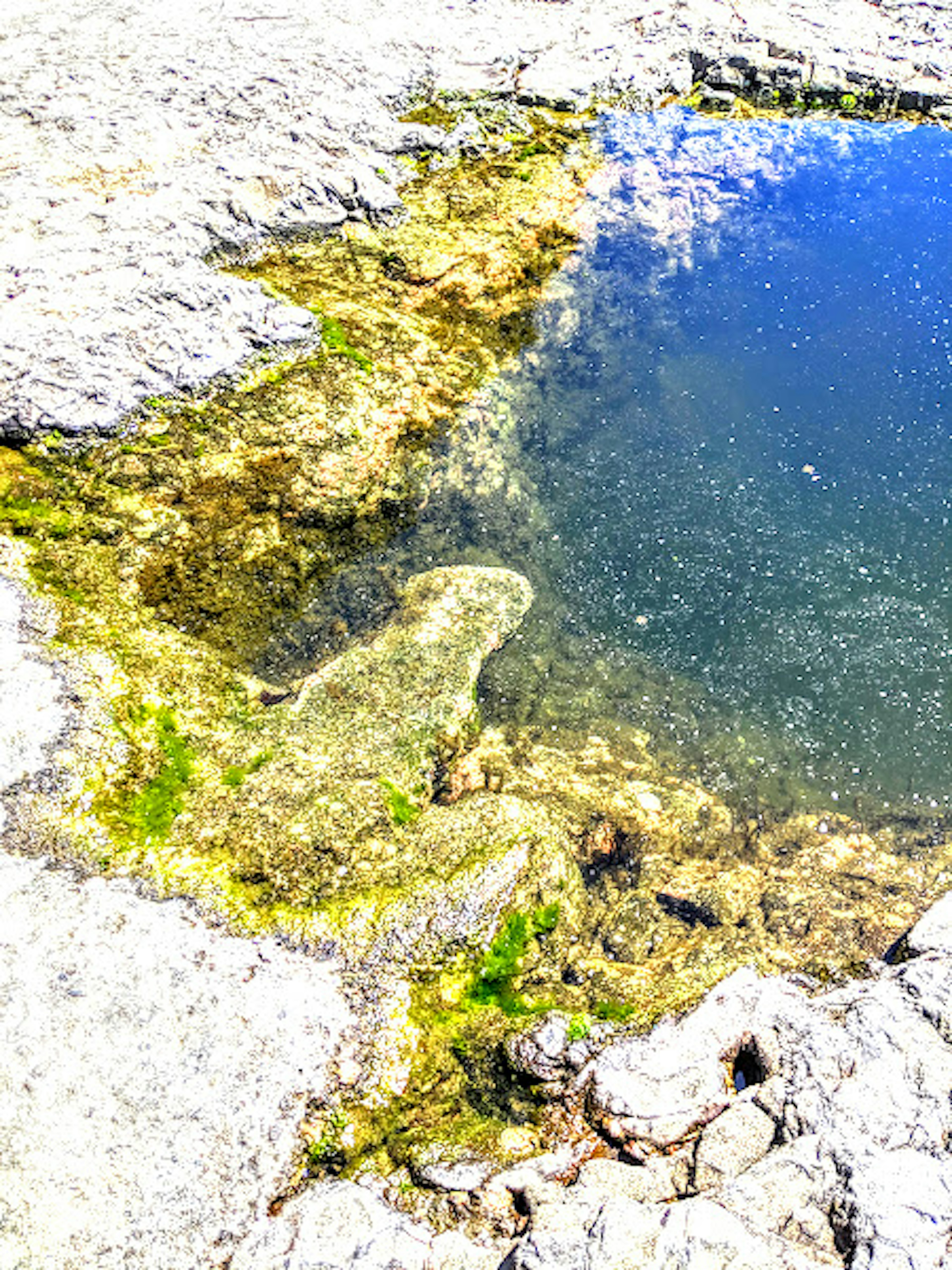 Small pond among rocks with green algae