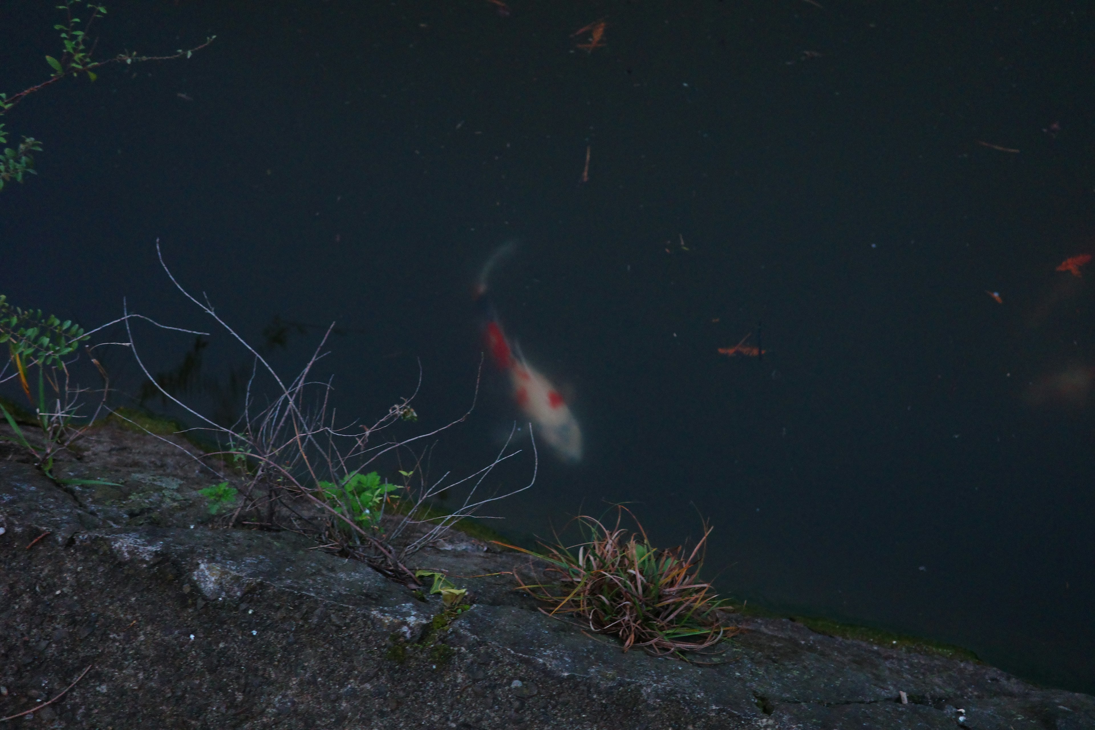 Koi fish swimming in dark water with plants on the shore