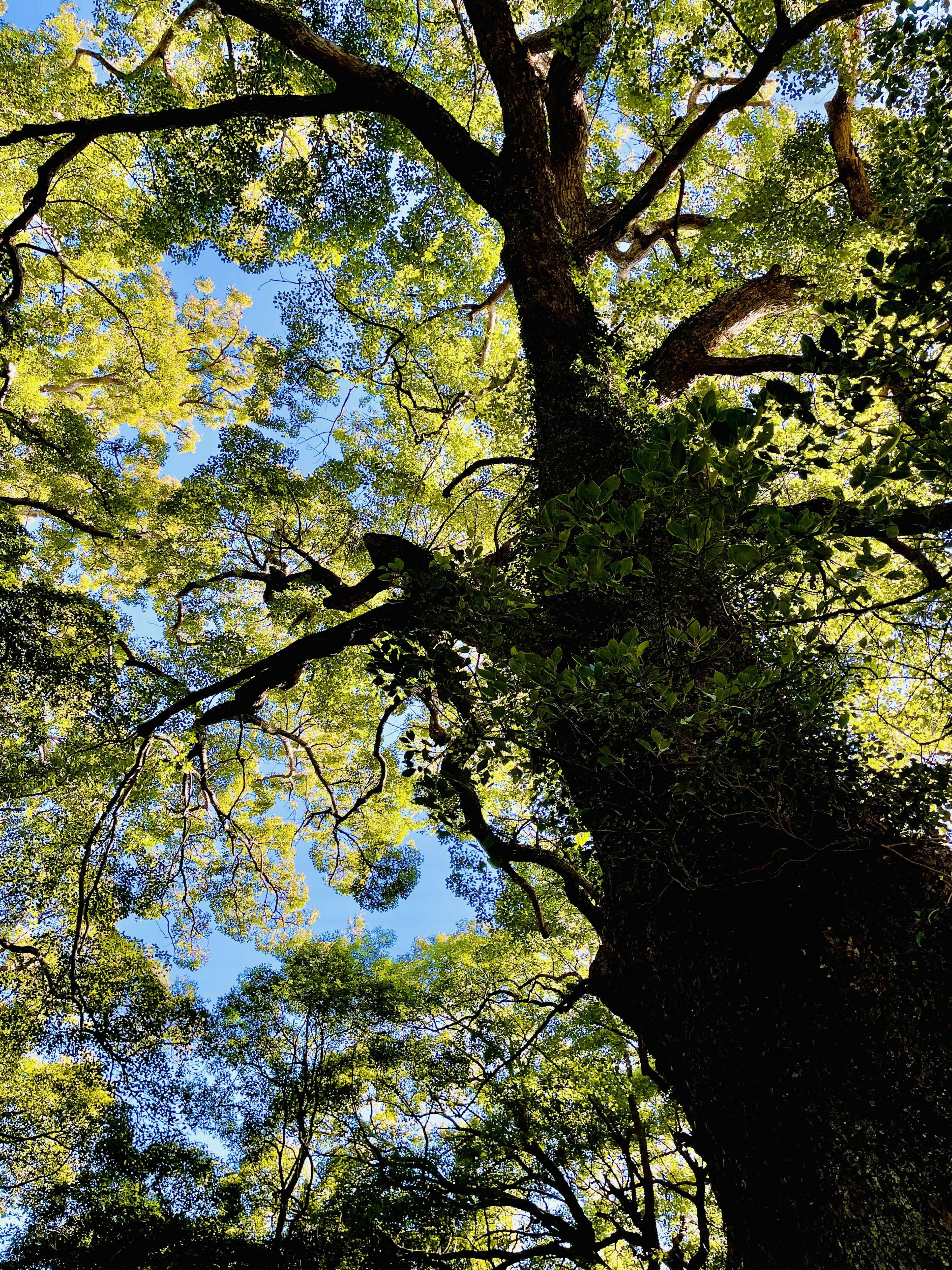 Blick nach oben auf einen Baum mit grünen Blättern und blauem Himmel