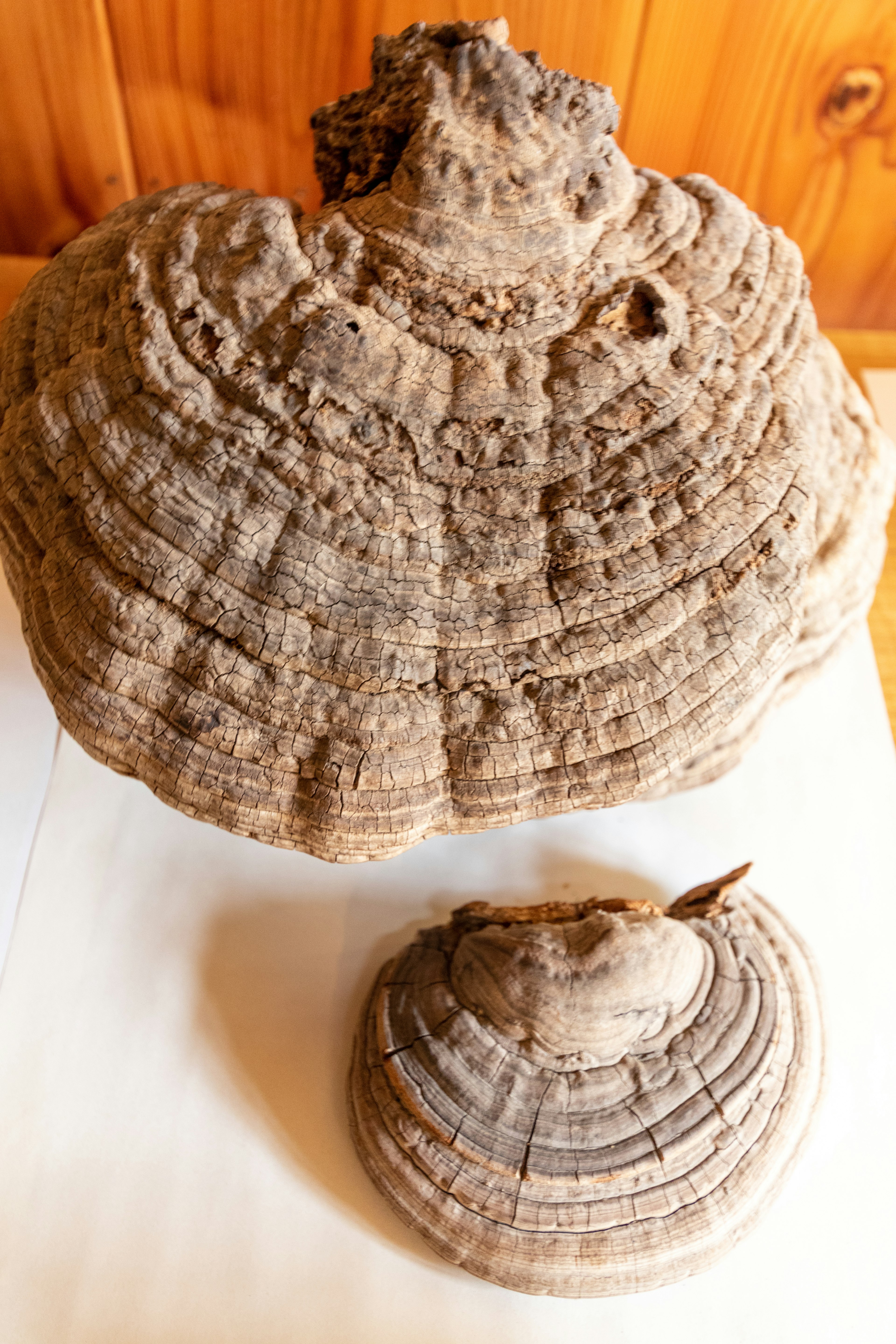 Two large tree fungus specimens displayed together