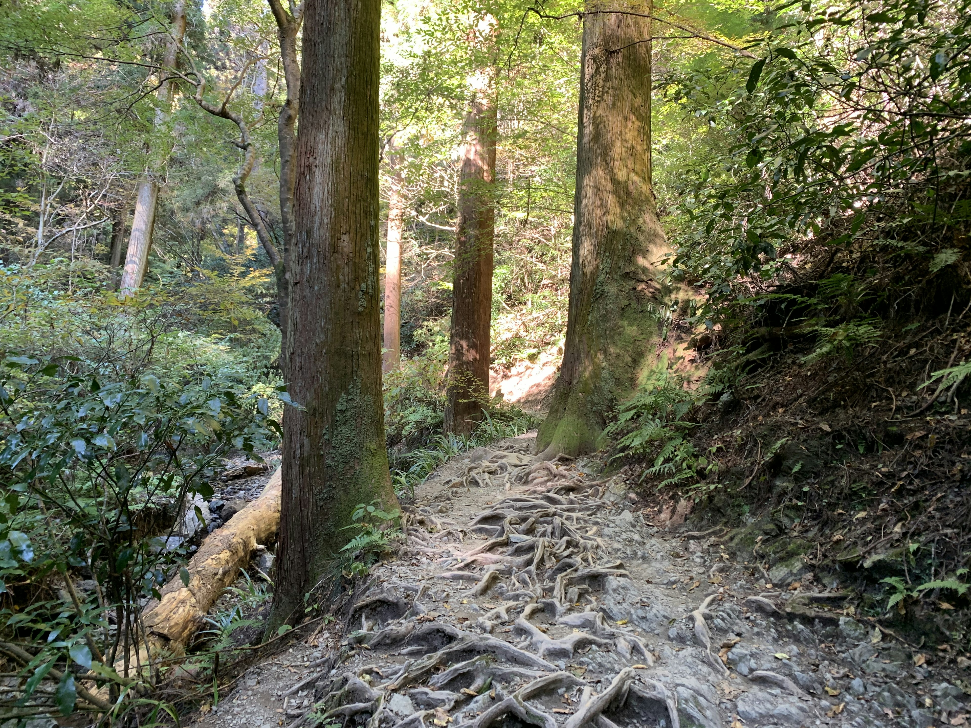 Ein malerischer Waldweg mit großen Baumwurzeln und üppigem Grün