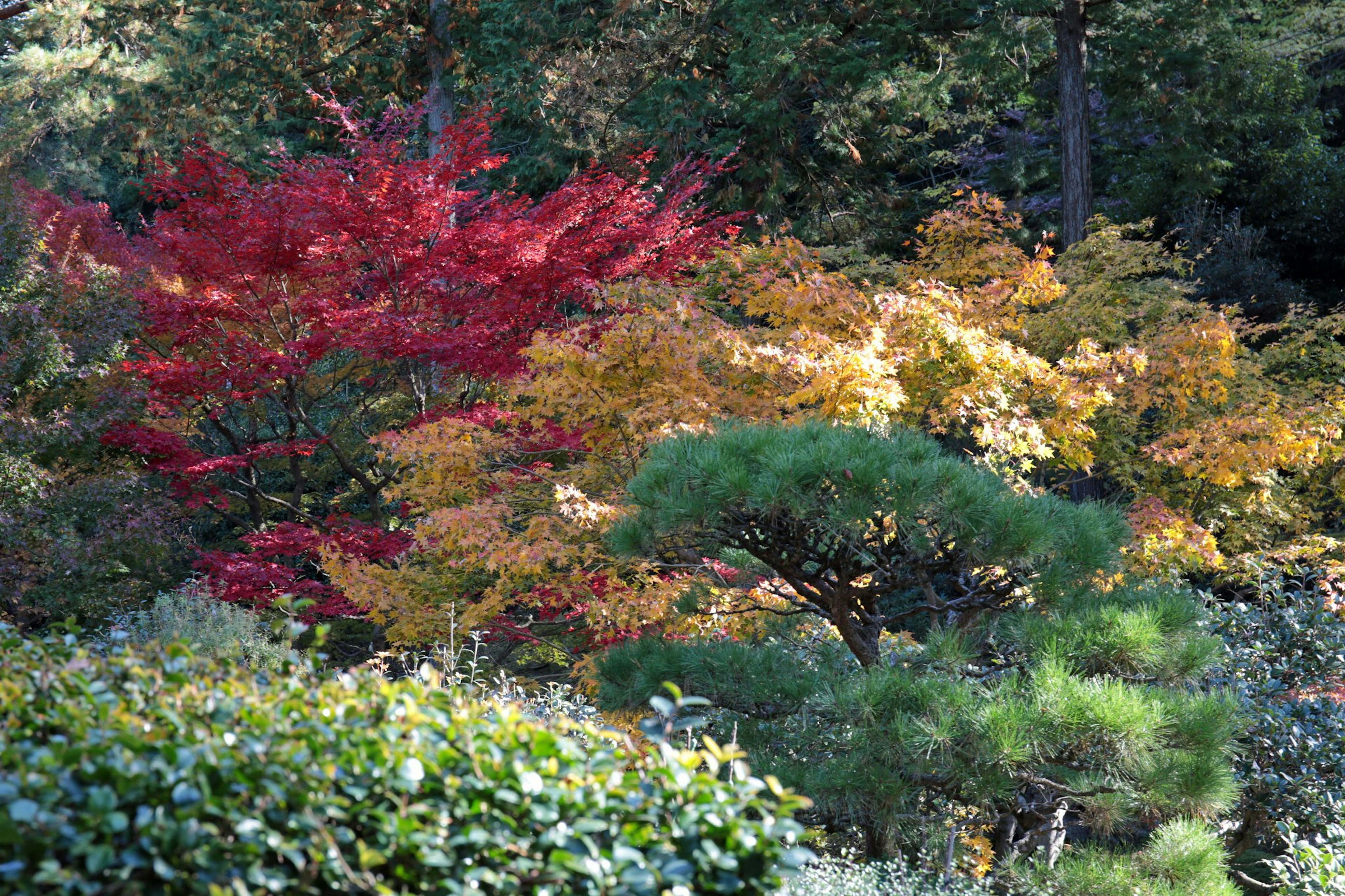 Vibrant autumn foliage featuring red and yellow leaves amidst green trees