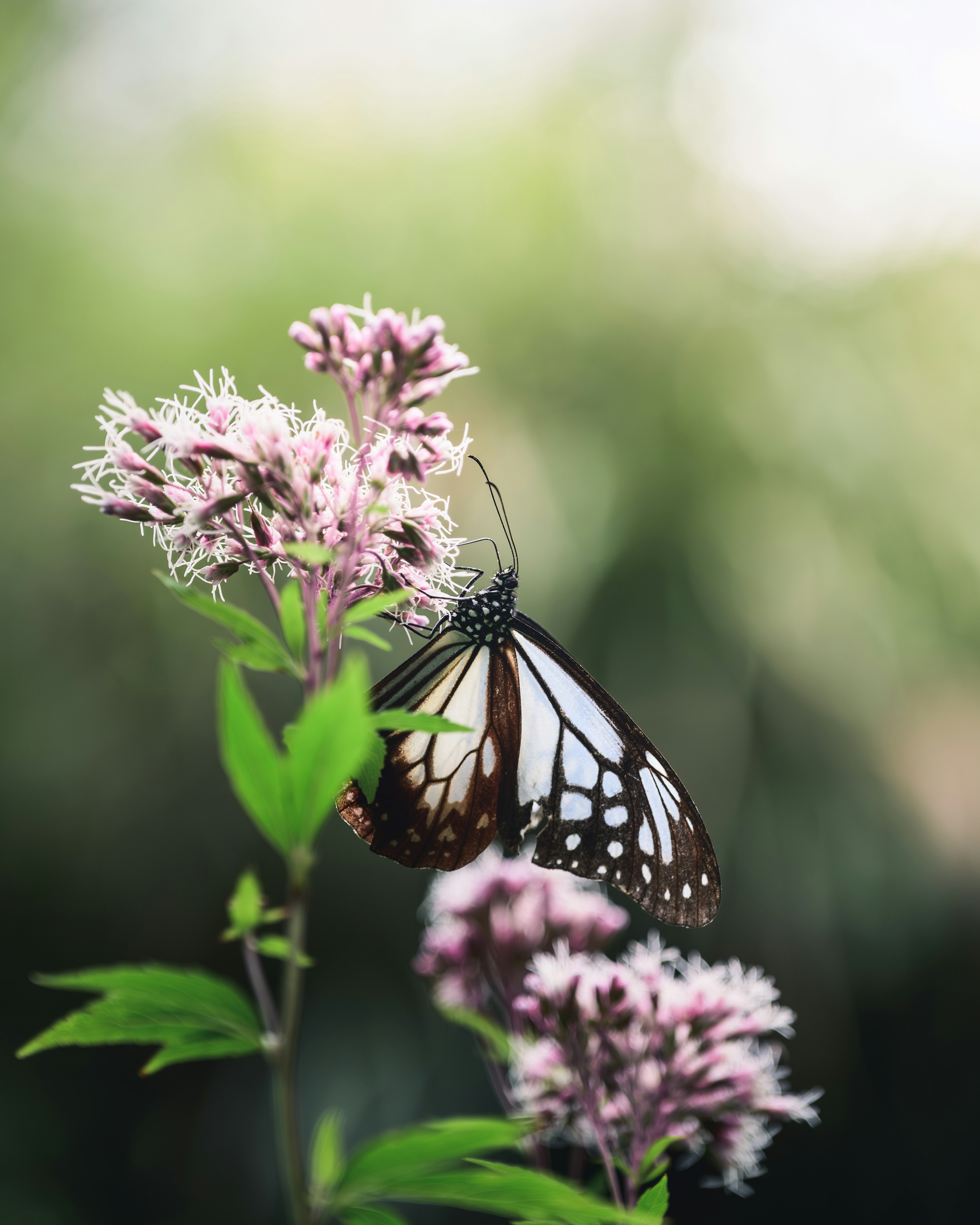 Nahaufnahme eines Schmetterlings auf Blumen Schöne rosa Blumen und grüne Blätter