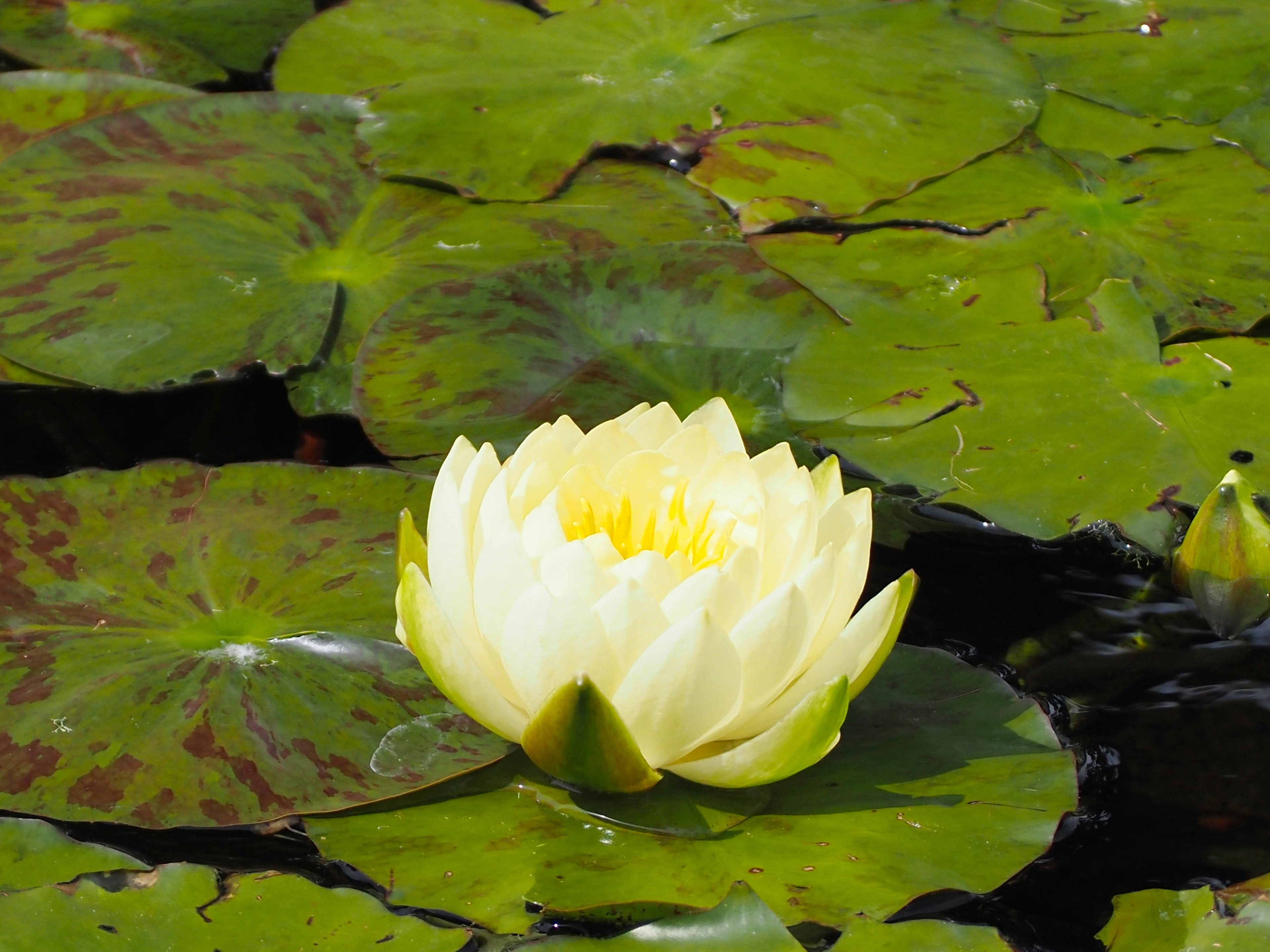 Teratai kuning mekar di kolam dengan daun hijau