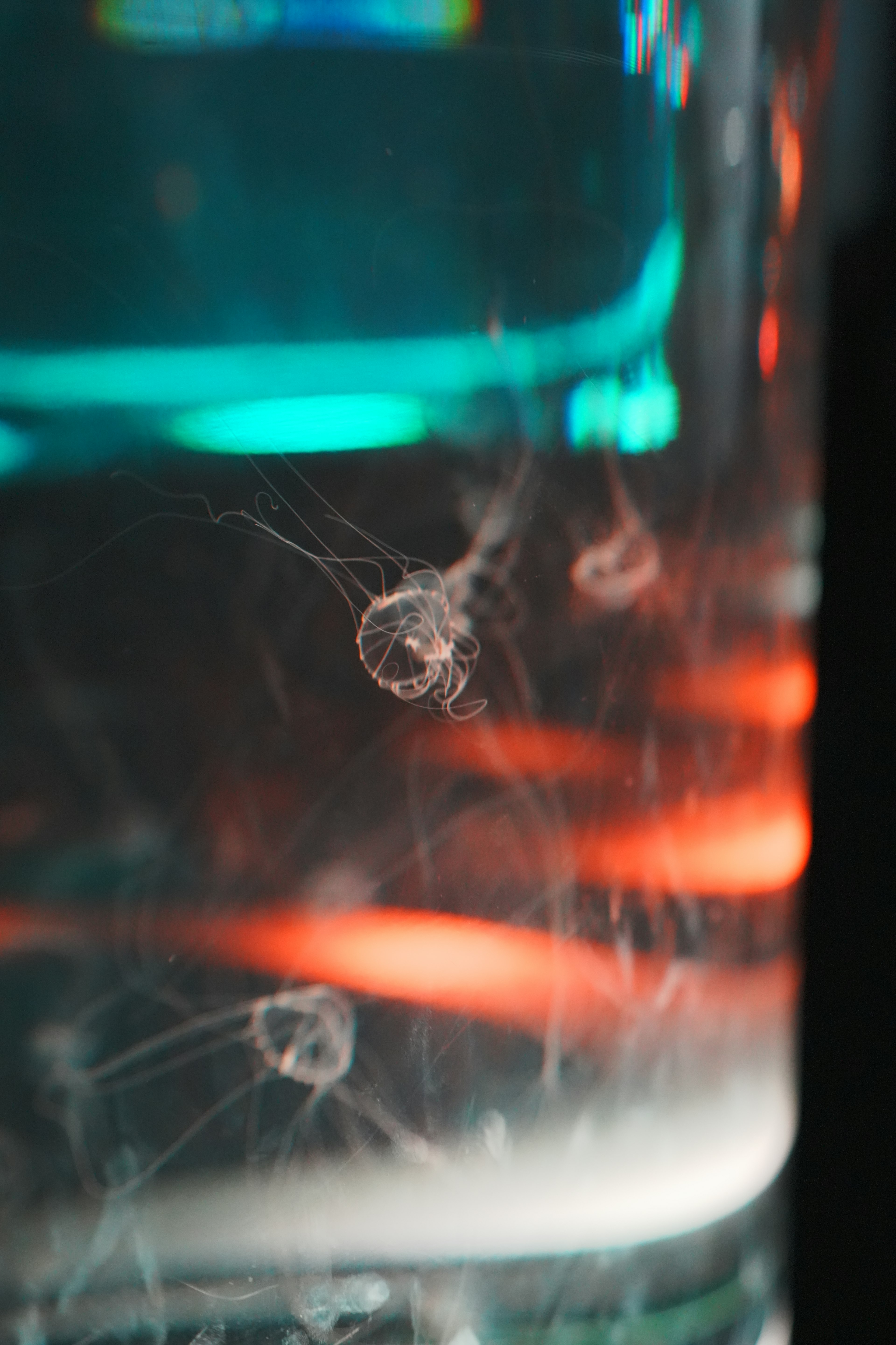 A cluster of jellyfish floating in water with colorful lights